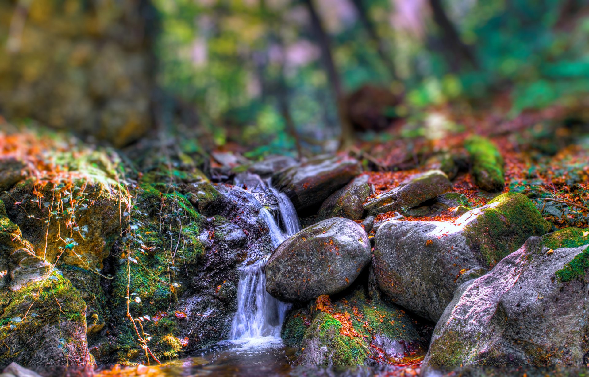 forest river feed rock stones tree autumn special effect