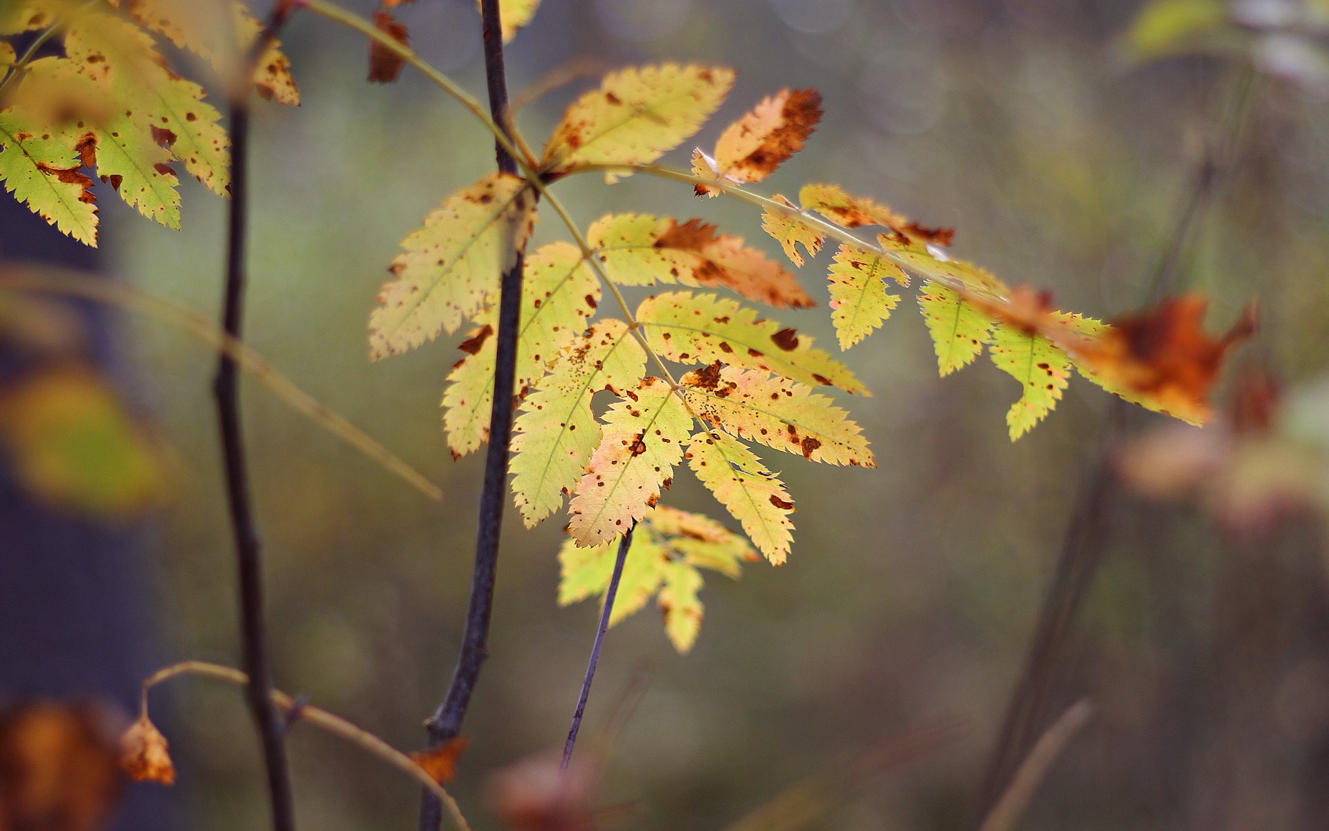 autumn leaves yellow close up