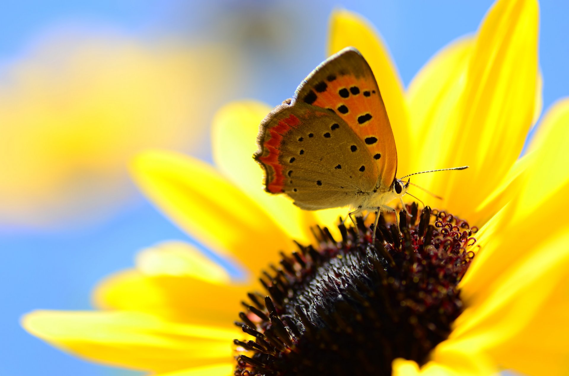 cielo fiore petali insetto farfalla