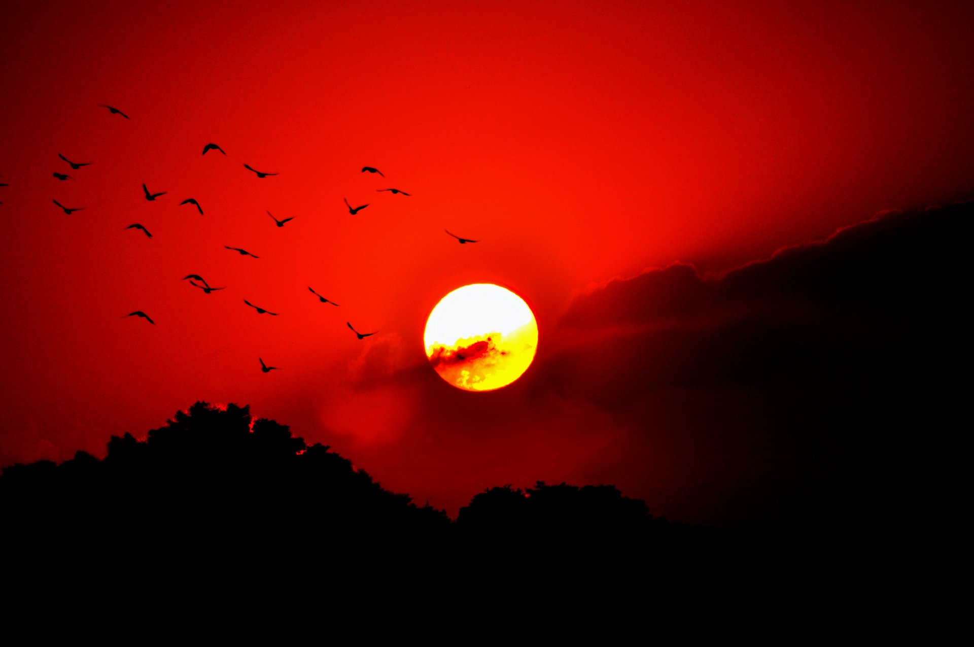 cielo nuvole tramonto sole bagliore uccelli alberi sagoma