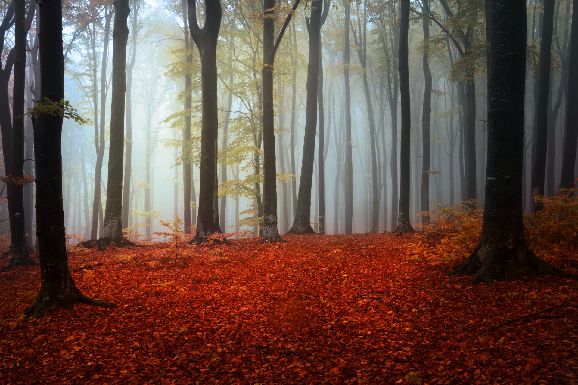 forêt automne feuillage arbres brouillard