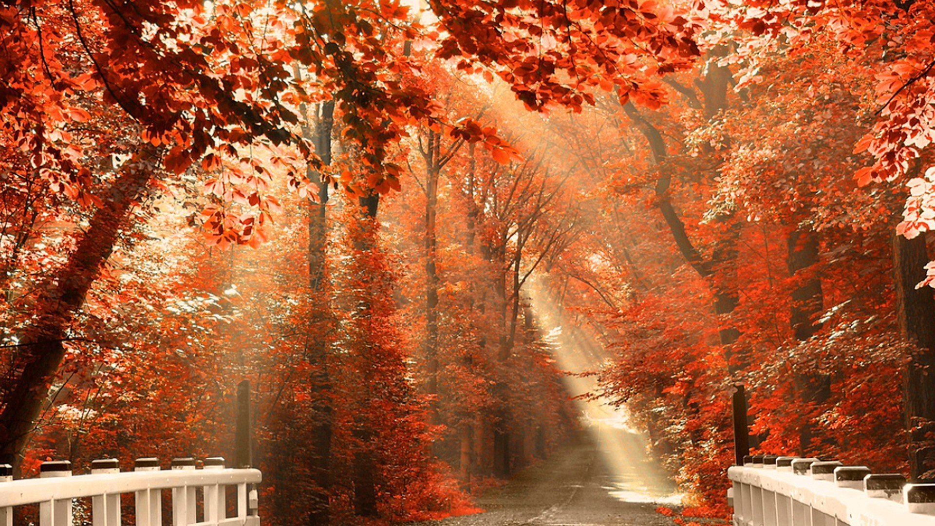 autumn park road bridge leaves nature photo