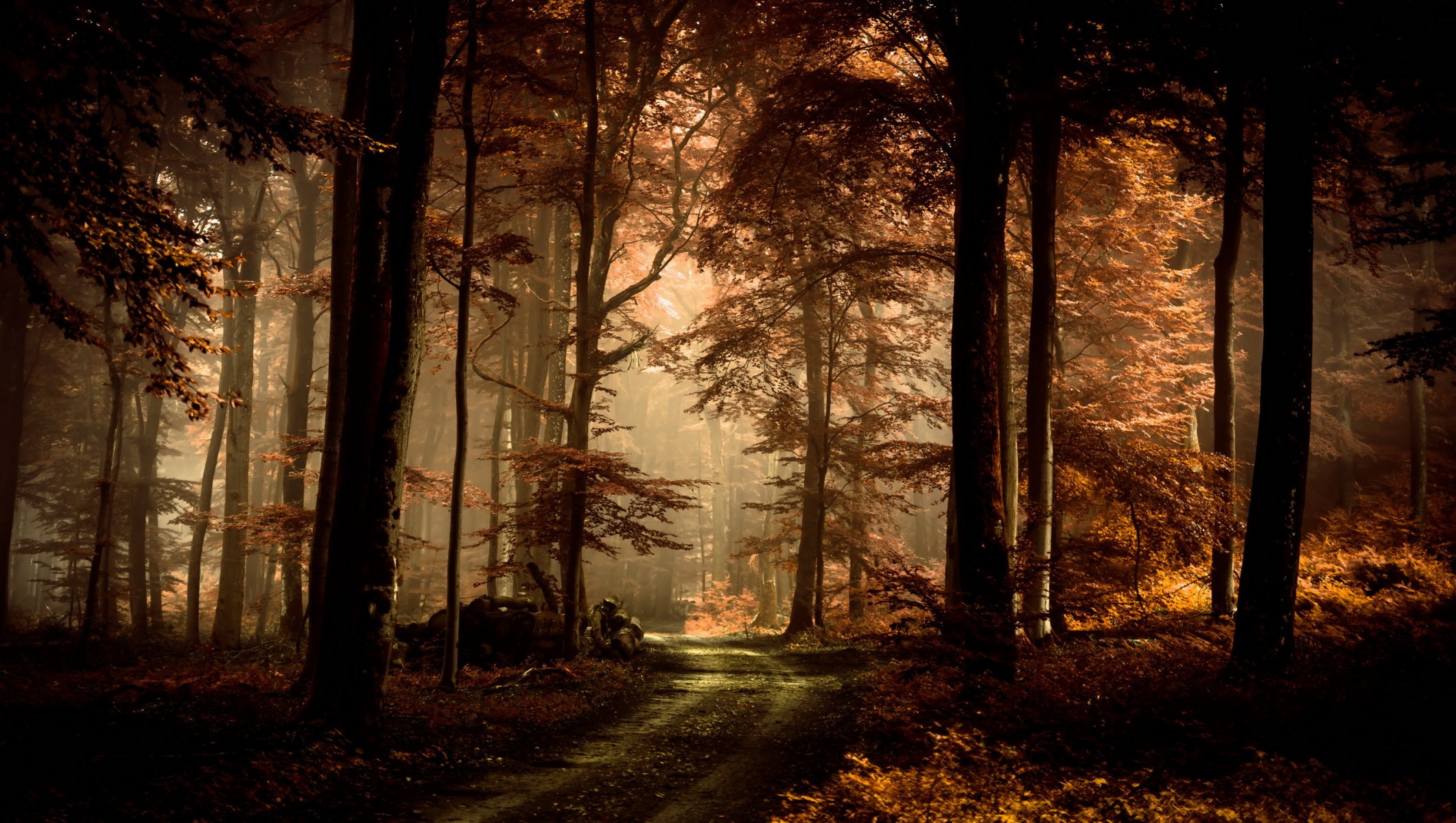 forêt route automne