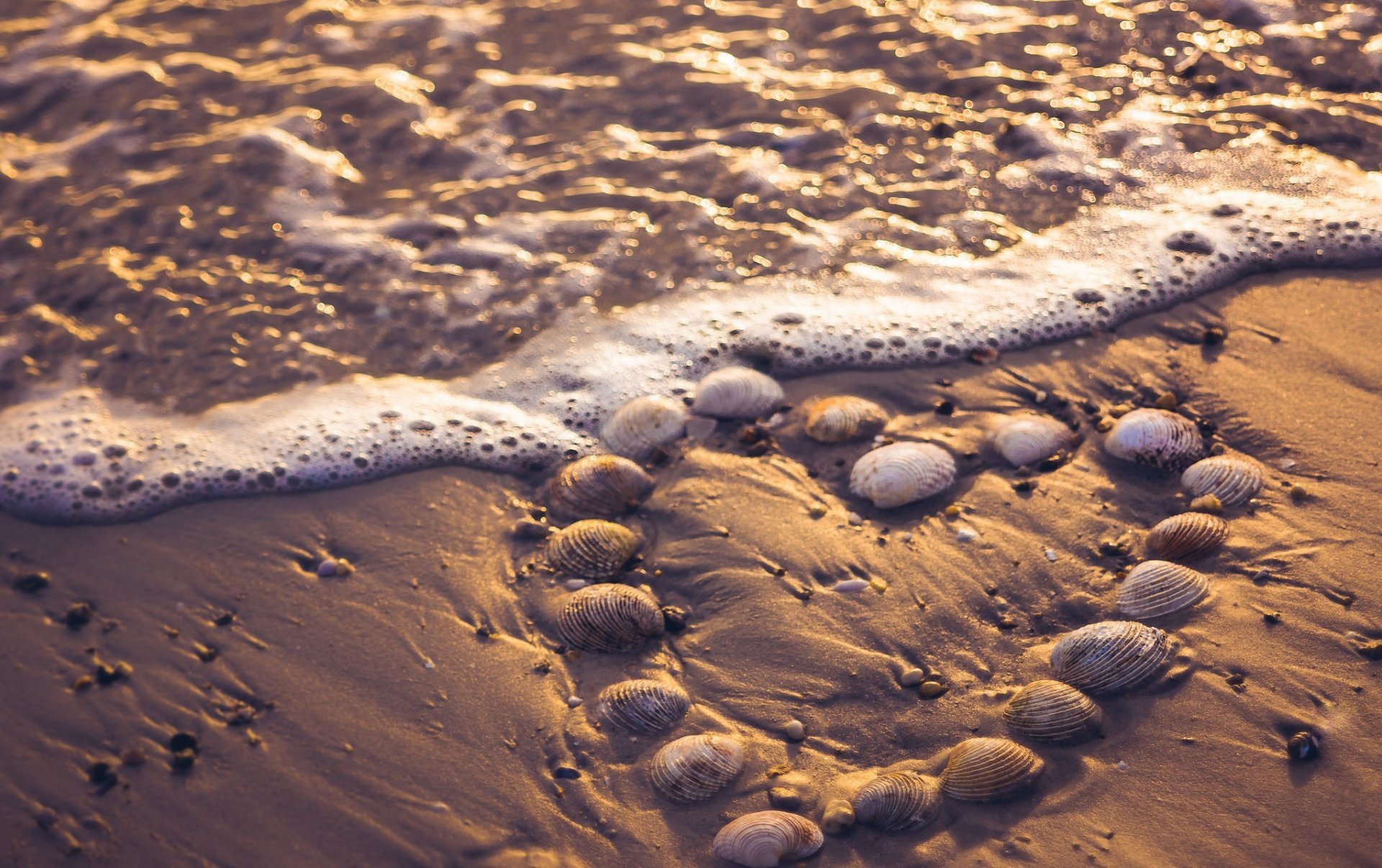 meer muscheln herz brandung