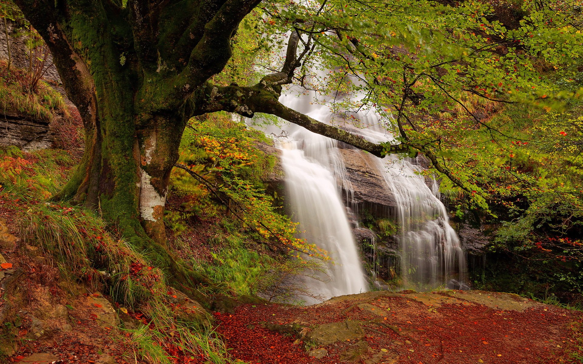 cascade automne nature