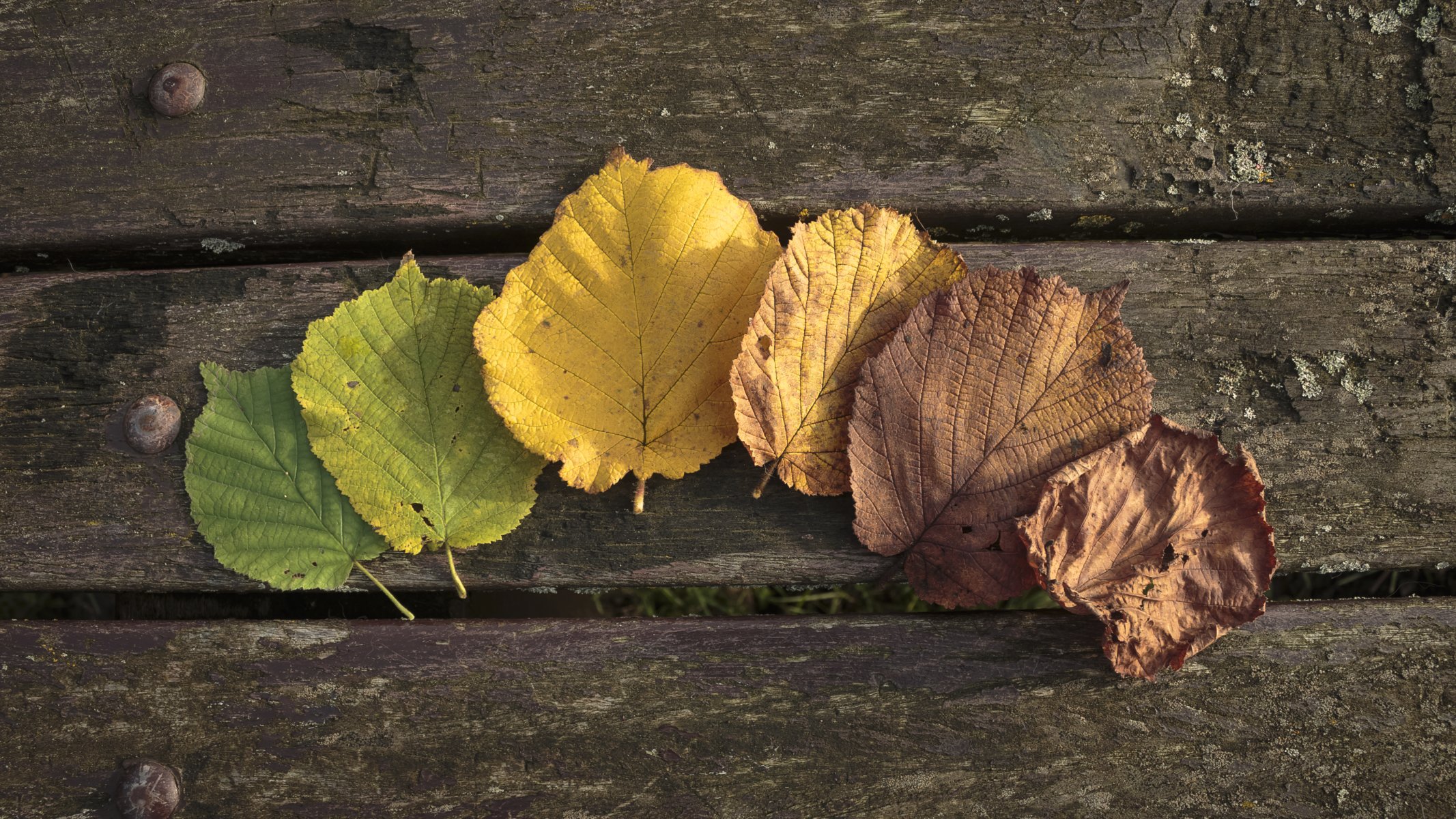 automne feuilles