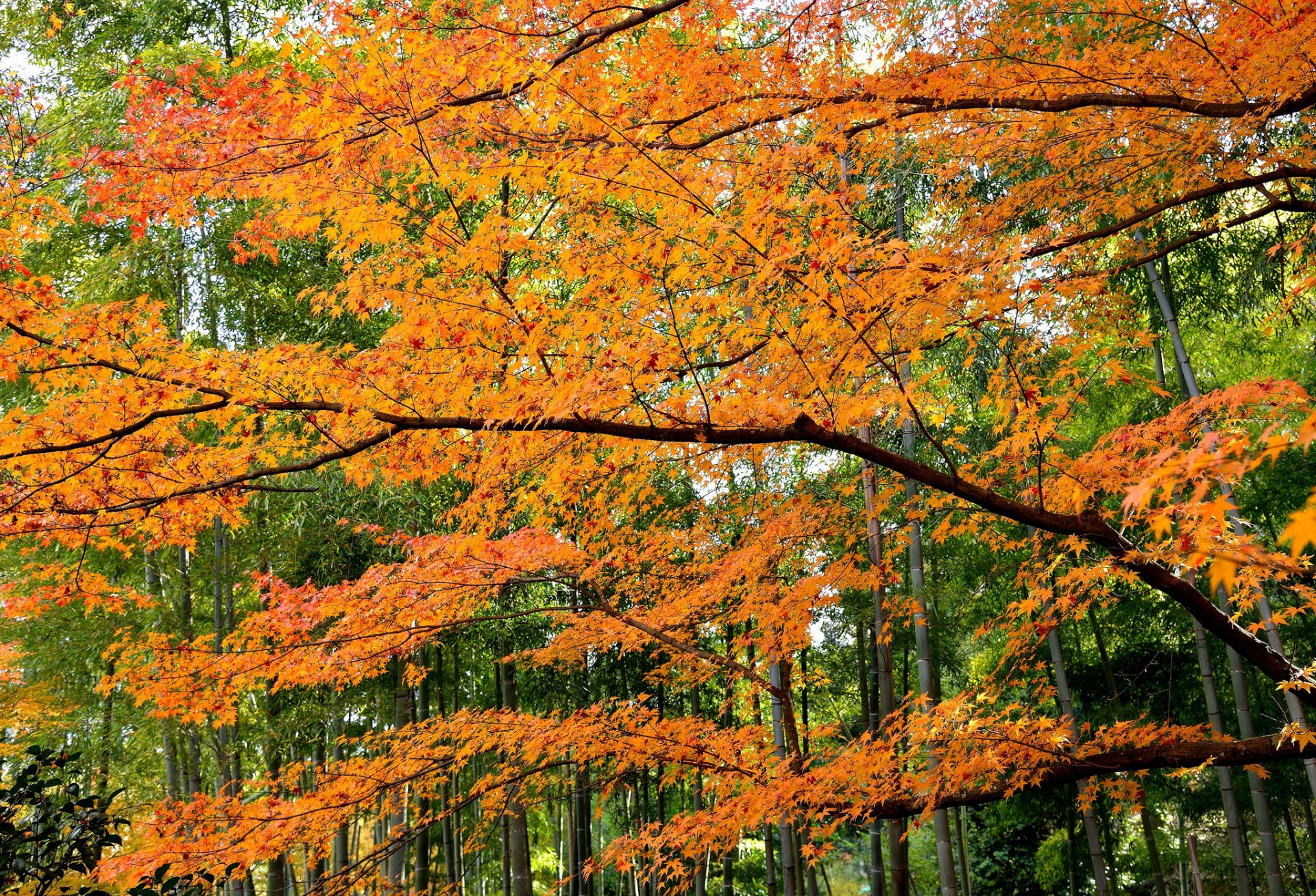 forêt arbres feuilles automne pourpre