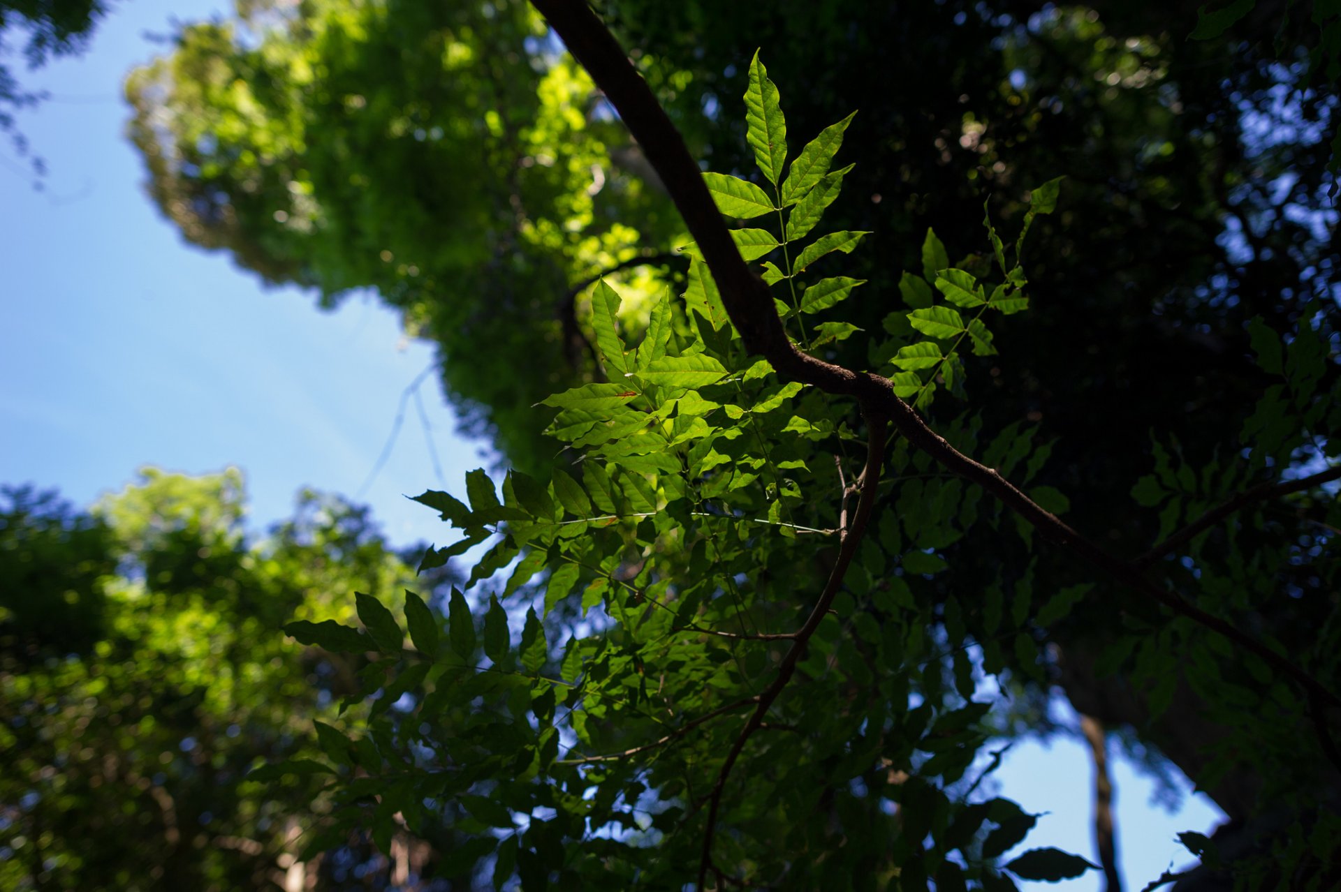 nature gros plan feuilles vert arbres branches ciel