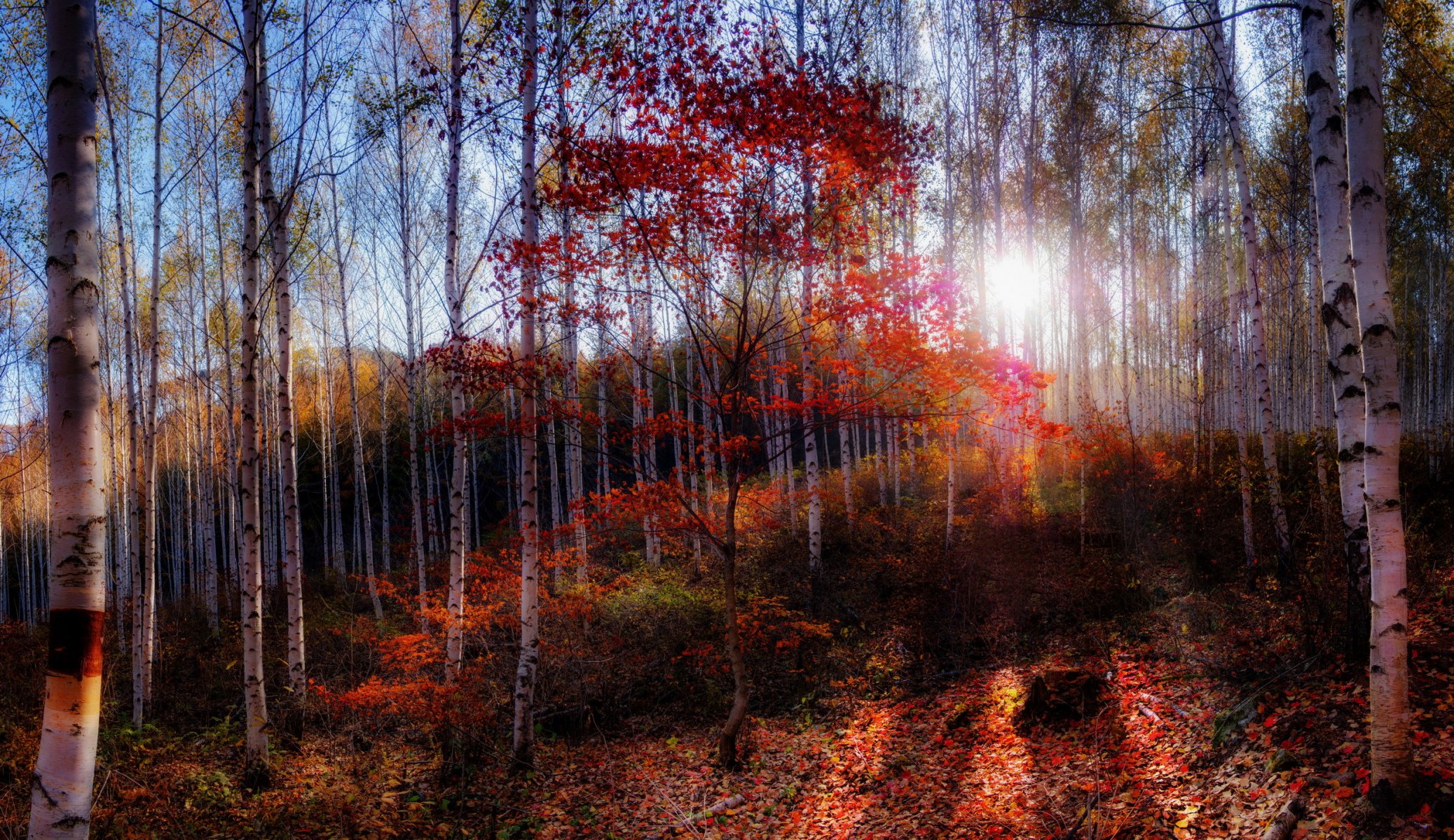 matin forêt automne