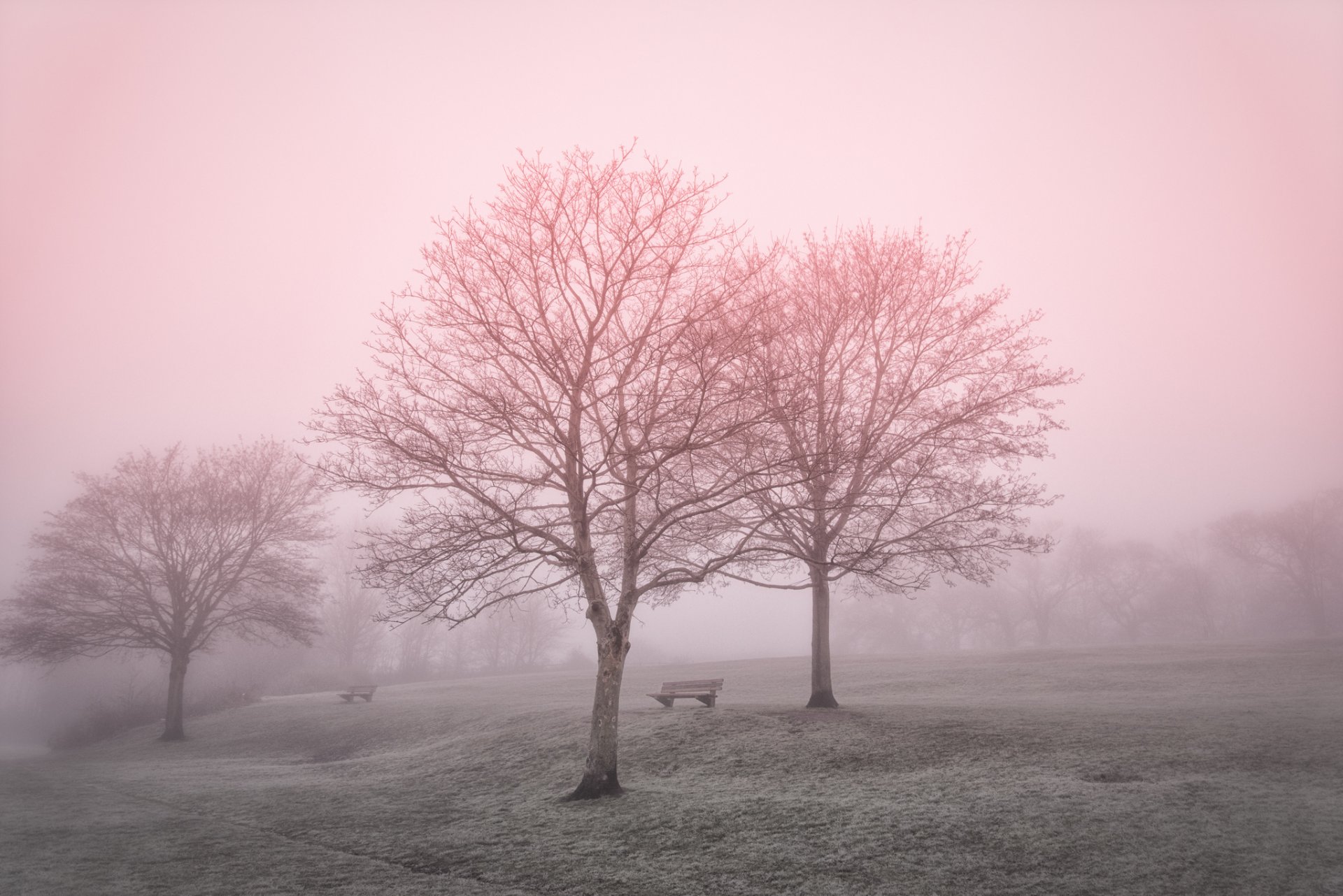 parc brouillard paysage