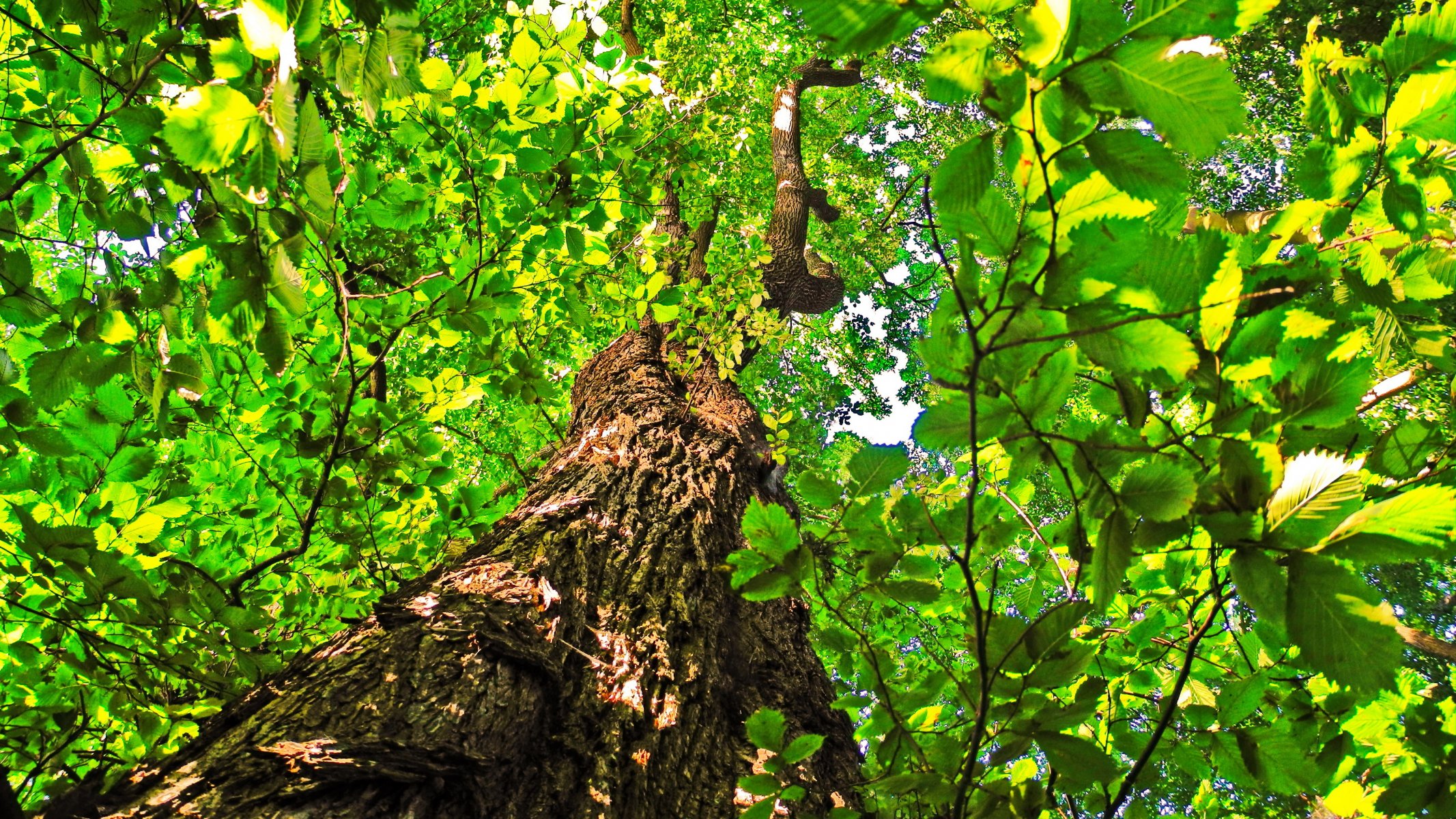 albero tronco corona foglie tiglio cielo