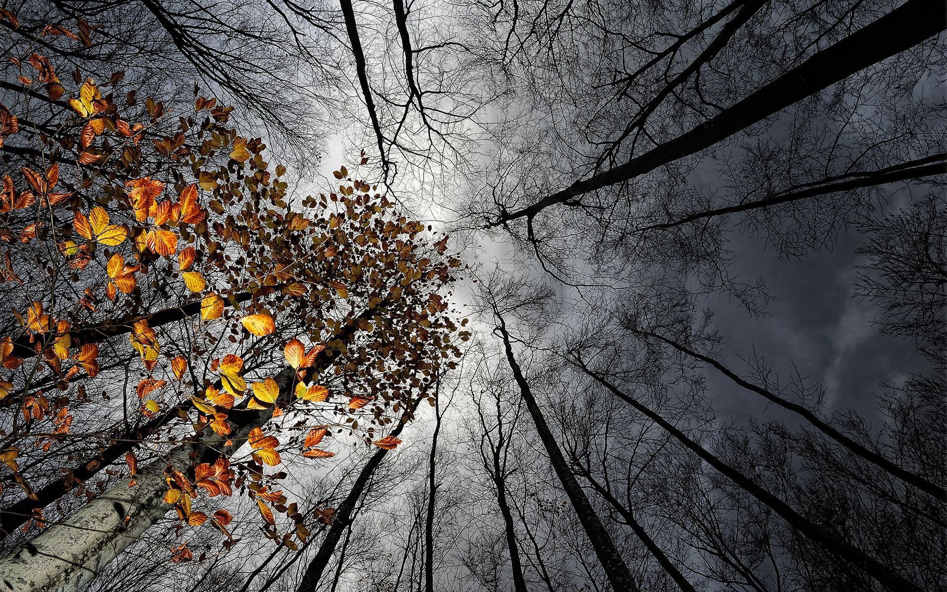 cielo nuvole alberi foglie autunno