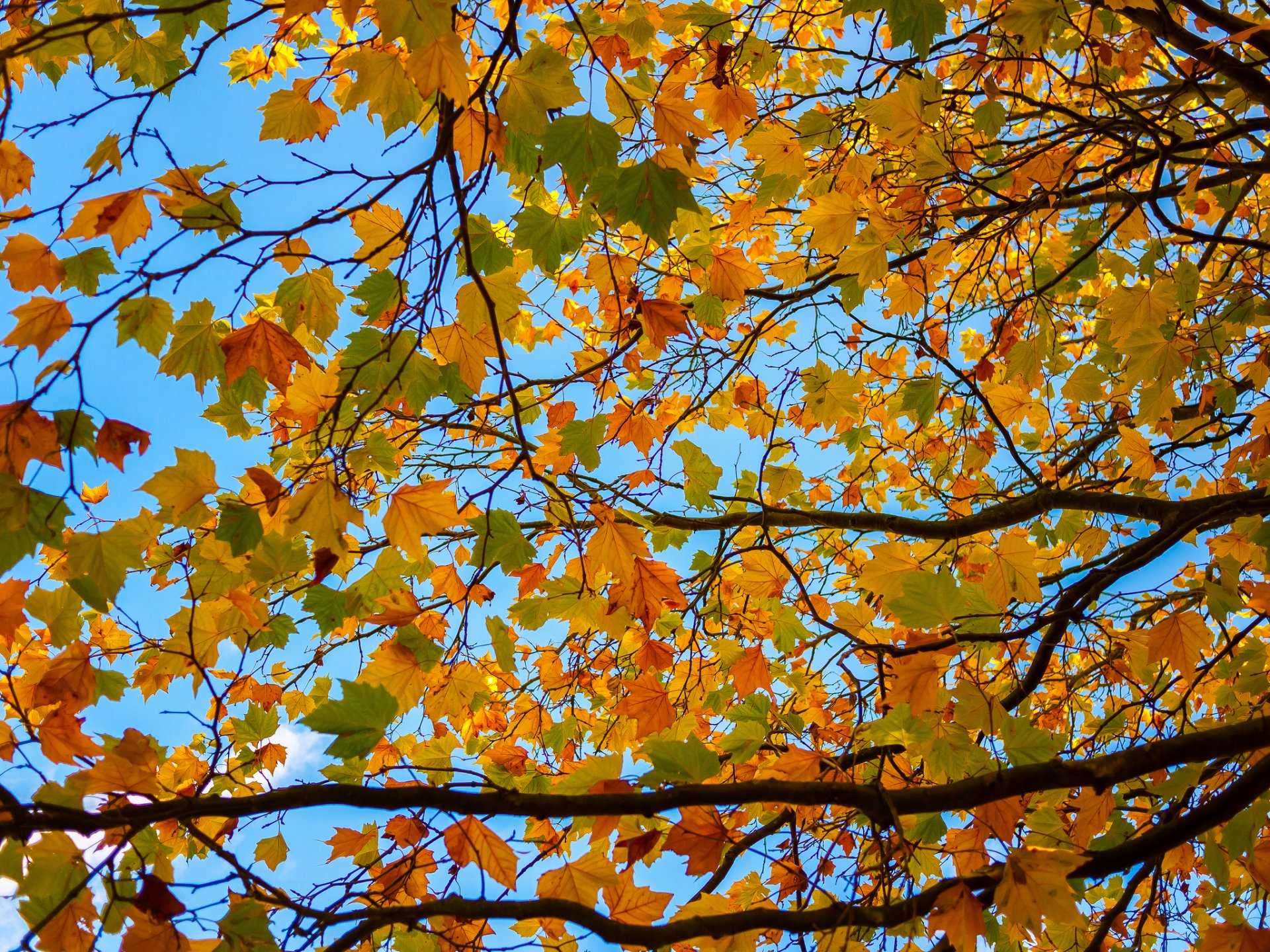 cielo albero rami foglie autunno