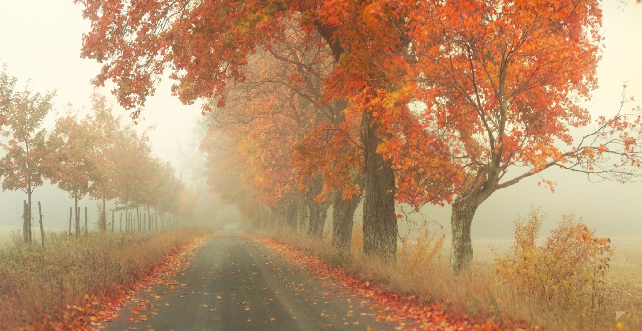 red road by robin de blanche road autumn foliage tree fog