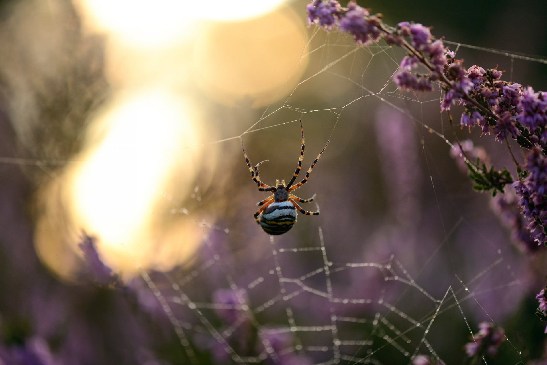 spinne spinnennetz makro bokeh