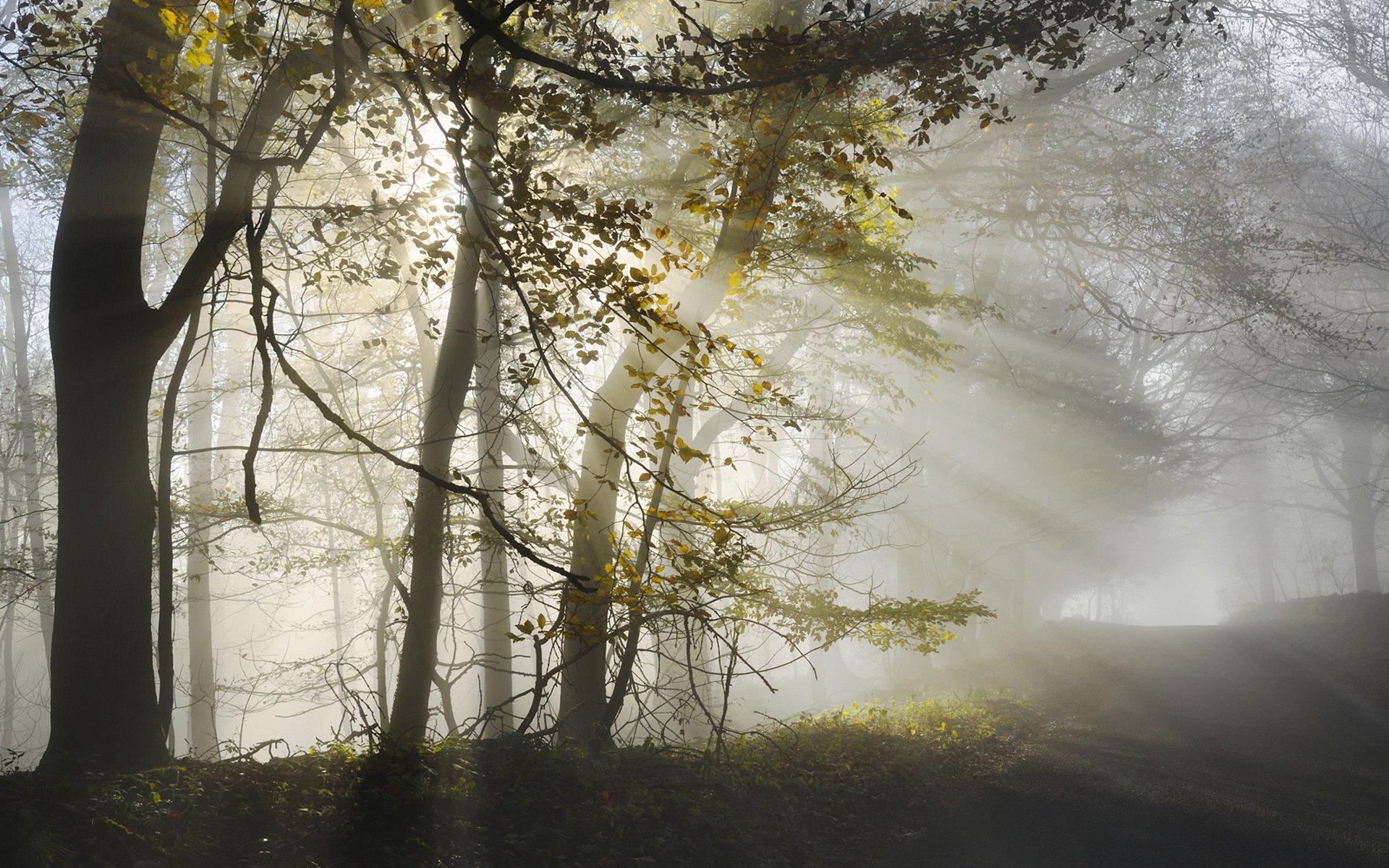 matin brouillard route lumière automne nature