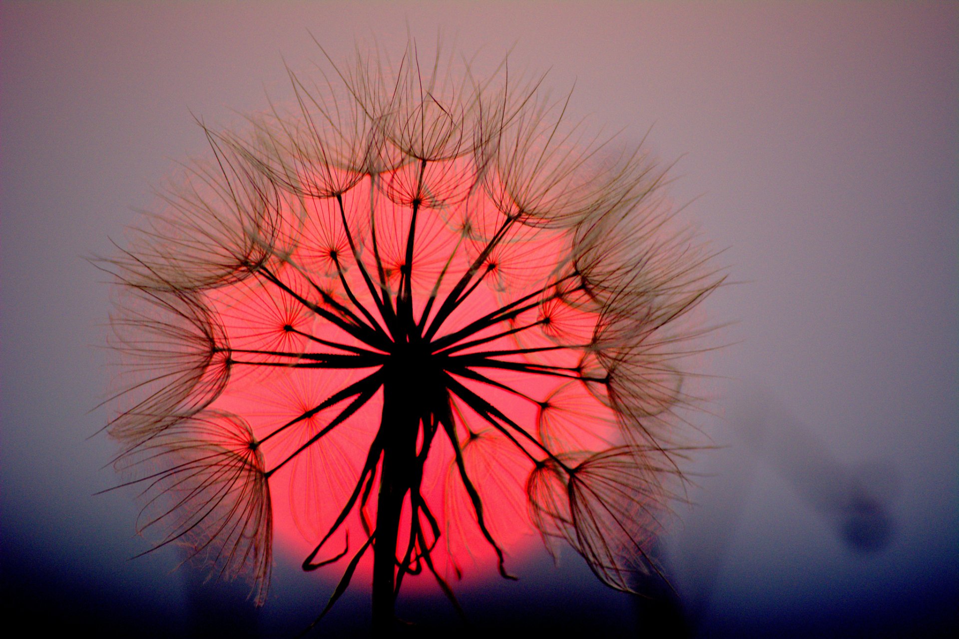 flower dandelion blade sun sunset close up