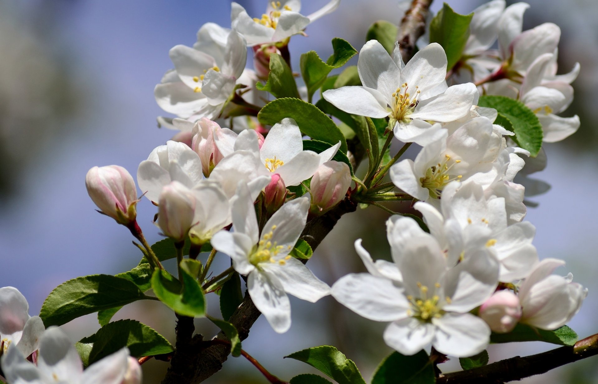 pommier branche floraison fleurs gros plan printemps