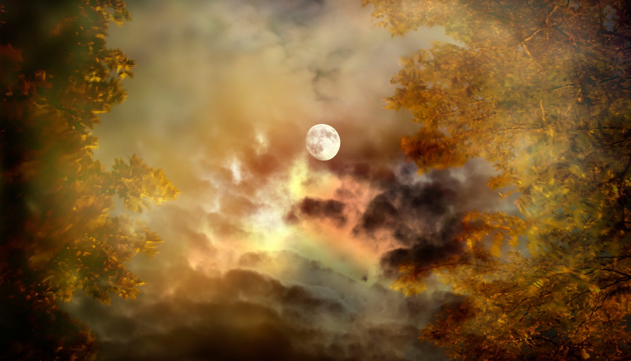 autumn tree sky clouds moon