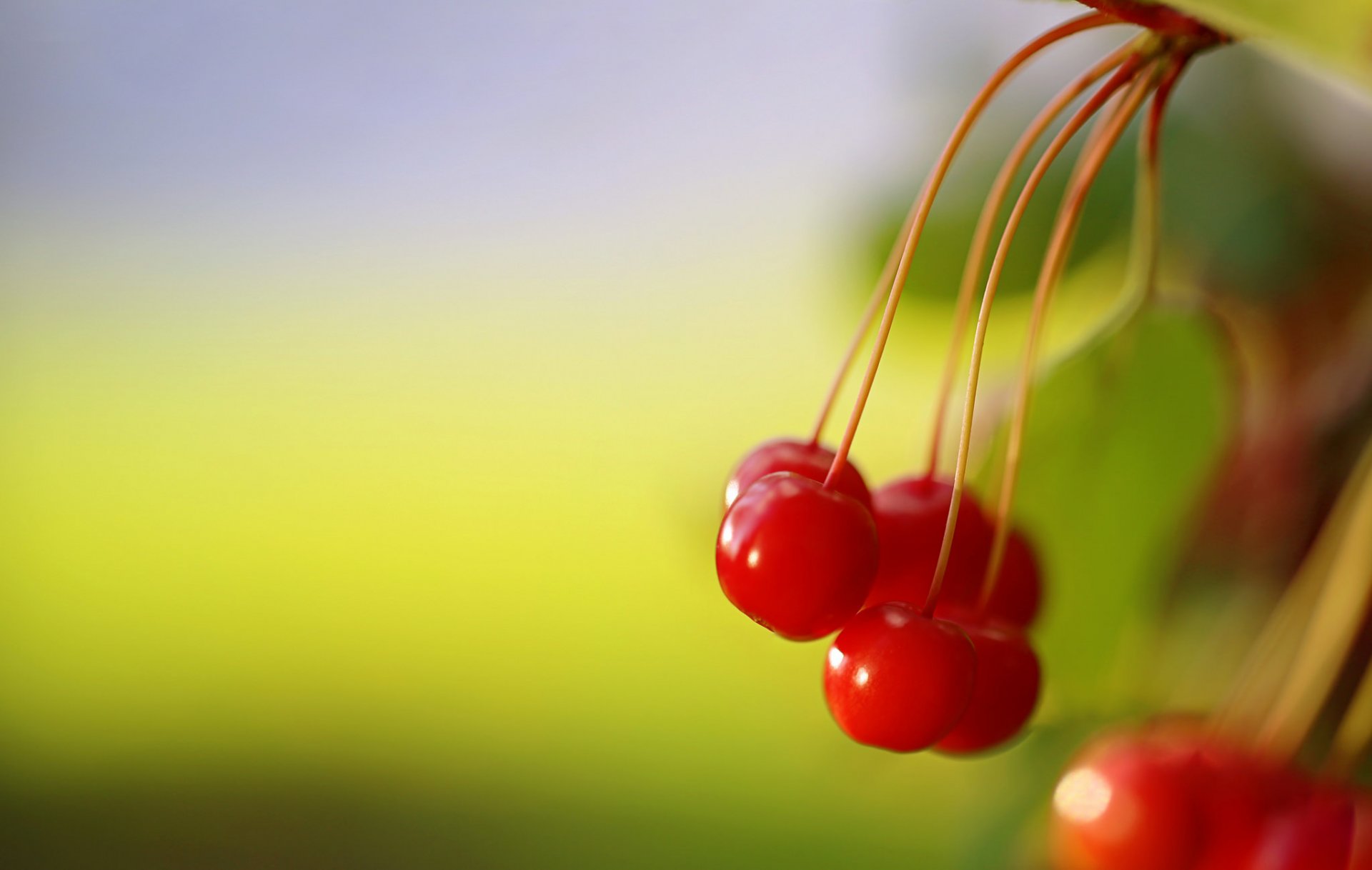 rote waldbeeren natur