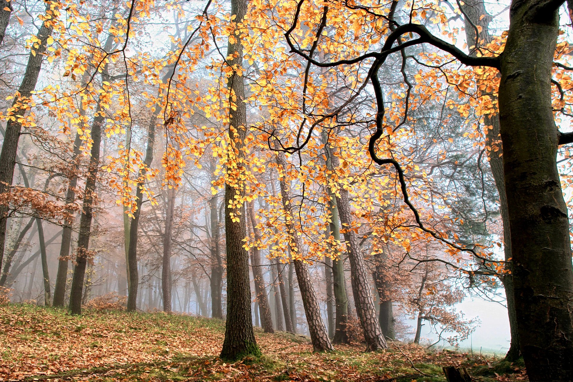 foresta nebbia alberi foglie autunno