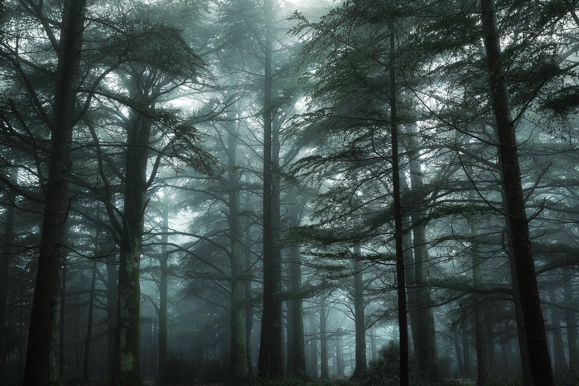 david bouscarle bonnier bosque francia verde luberon niebla musgo nikon provenza árbol vegetación neblina árboles