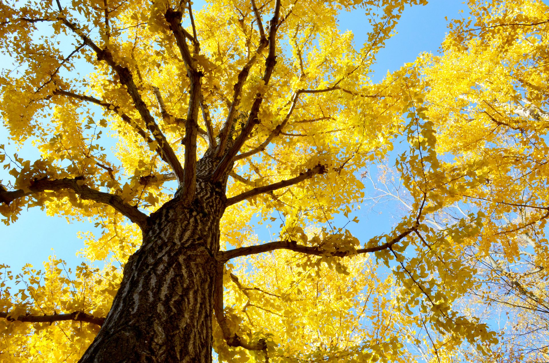 himmel baum stamm krone blätter herbst