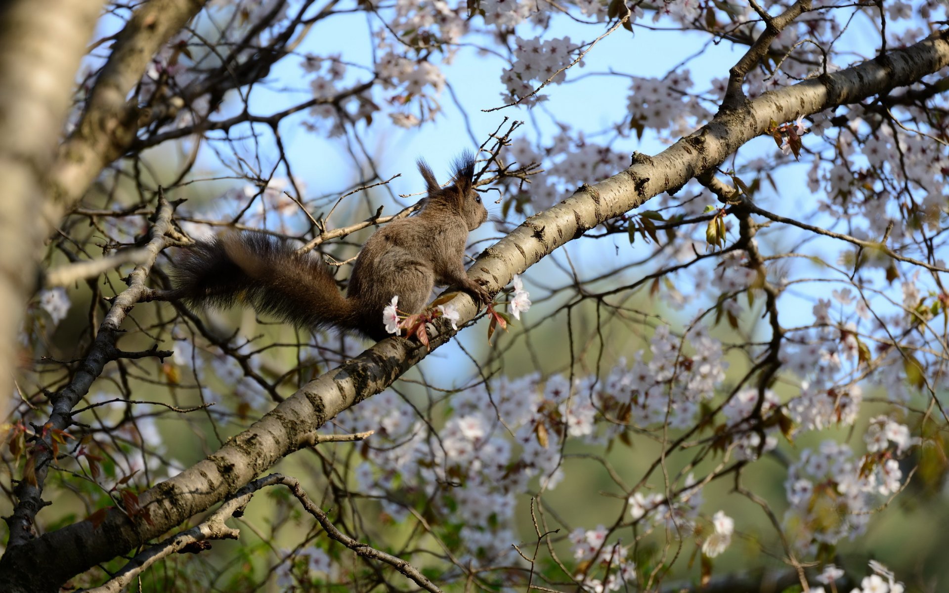 protein tree spring nature