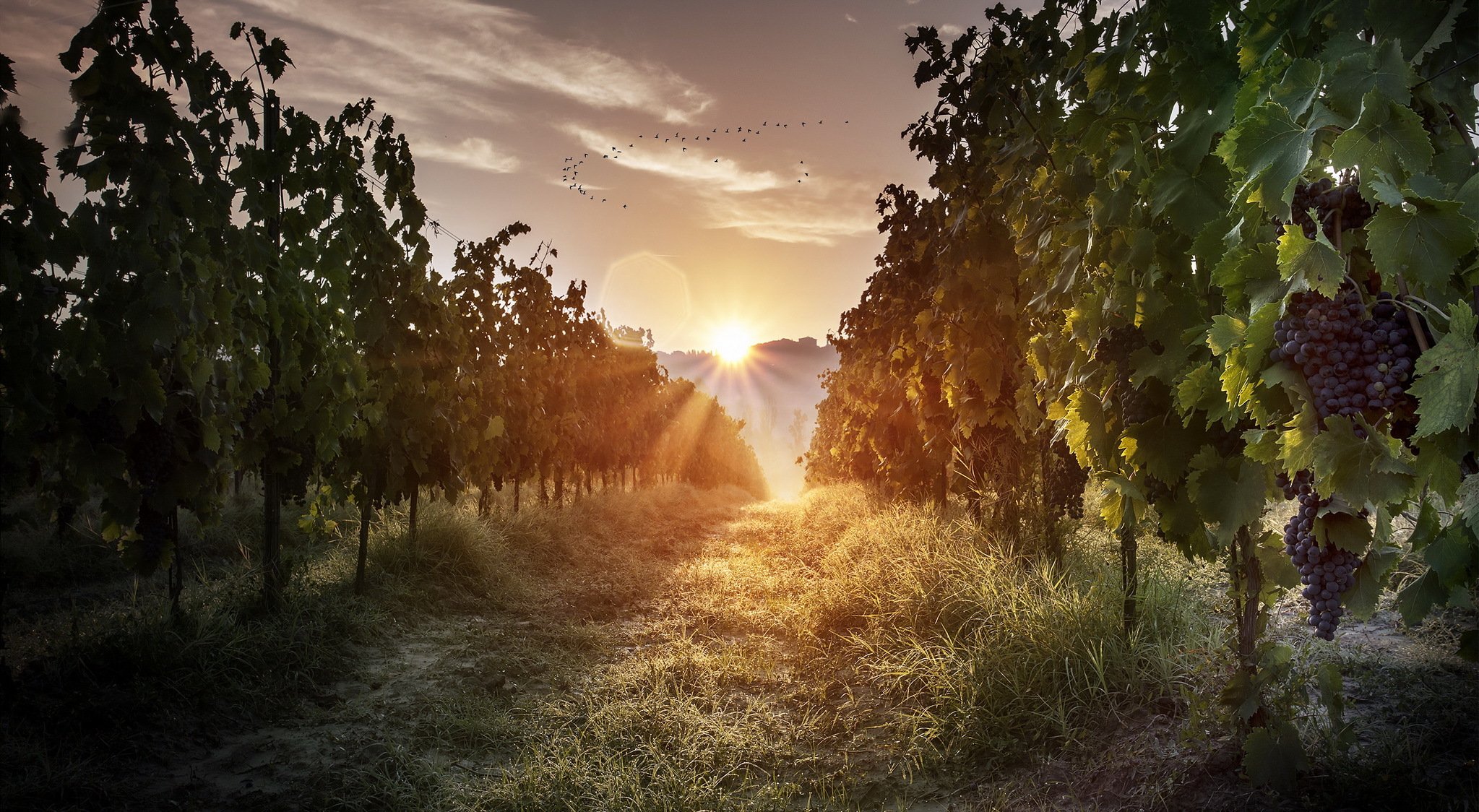 morgen licht trauben natur landschaft