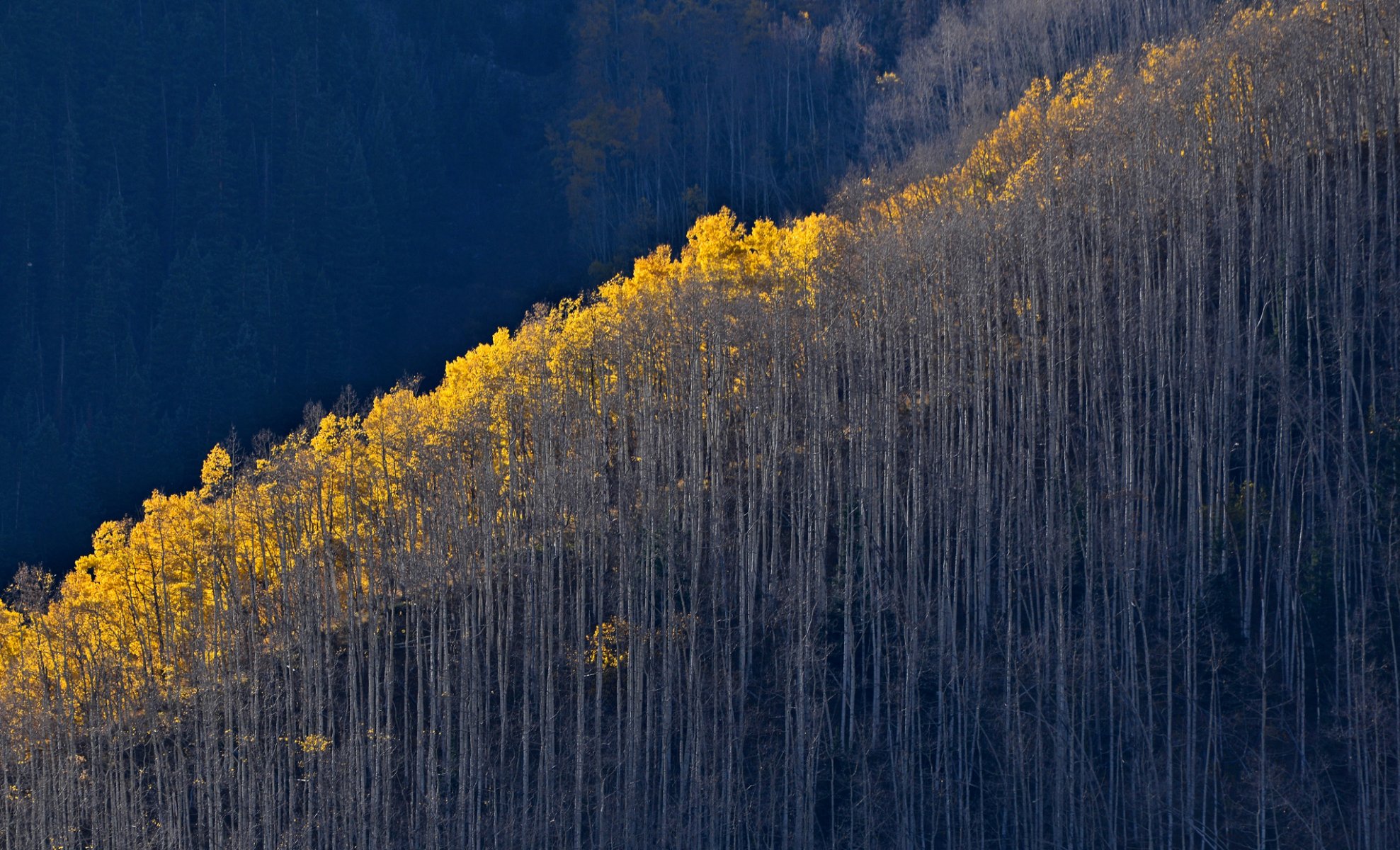 forêt arbres pente montagnes automne