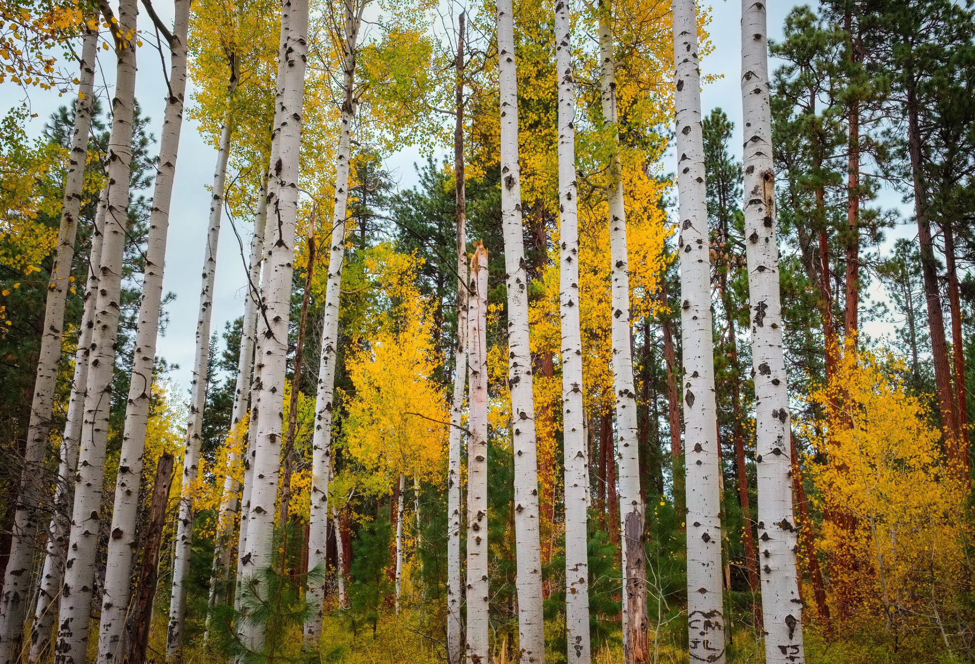 aspen colorado estados unidos bosque álamo temblón hojas otoño árboles