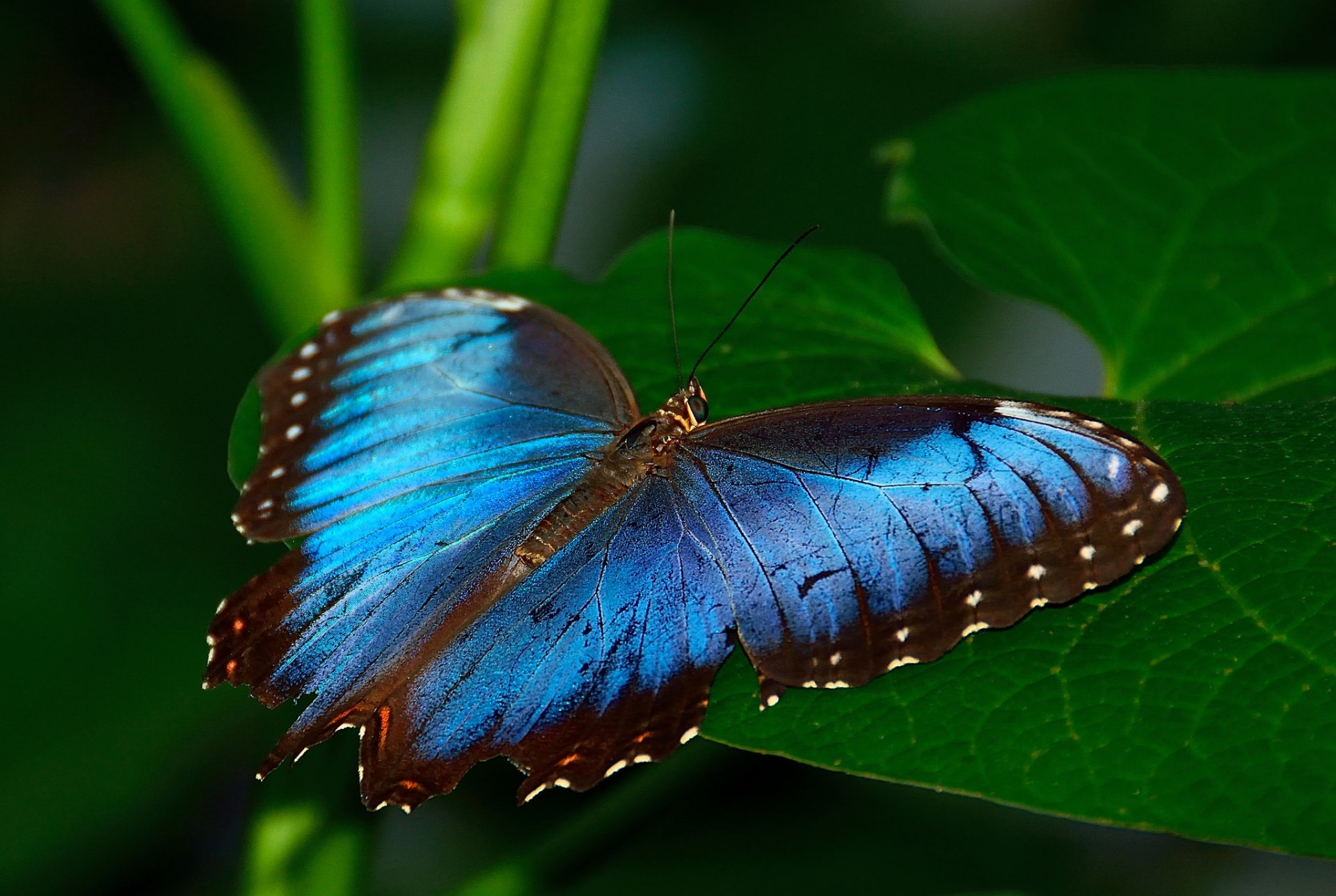 pflanze blatt schmetterling insekt