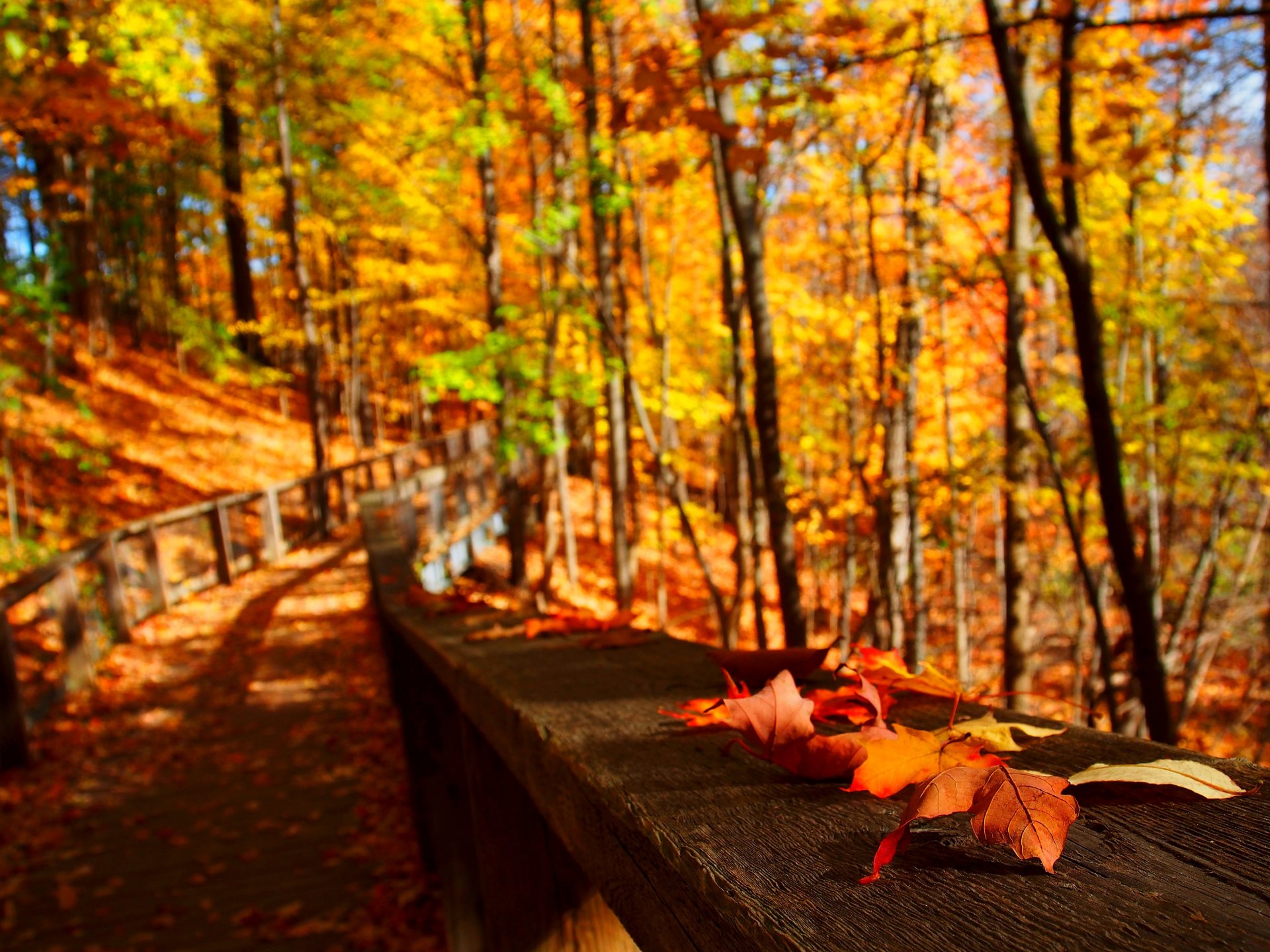 naturaleza árboles hojas colorido camino otoño caída colores paseo