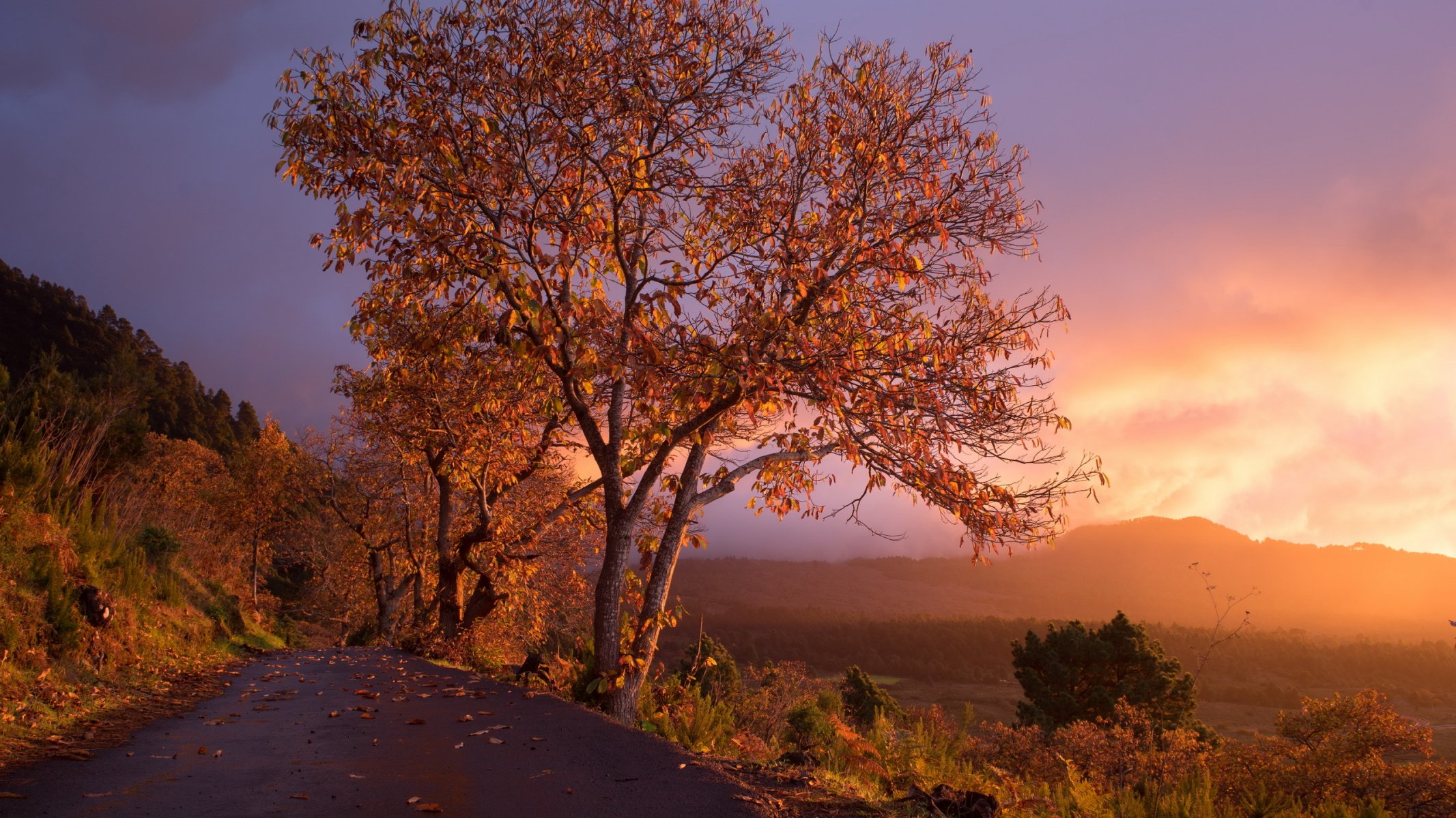 puesta de sol camino árbol