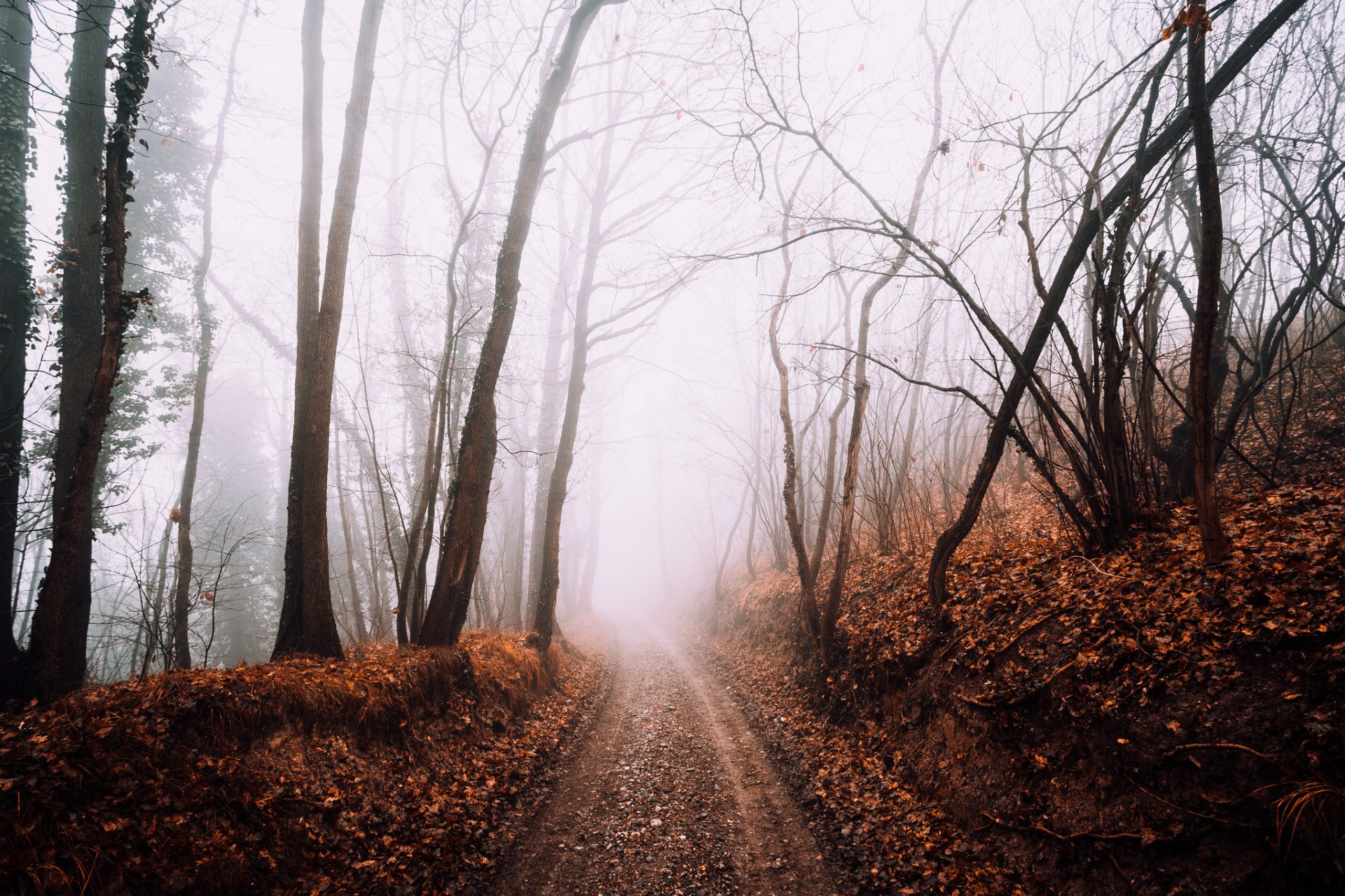 road forest fog