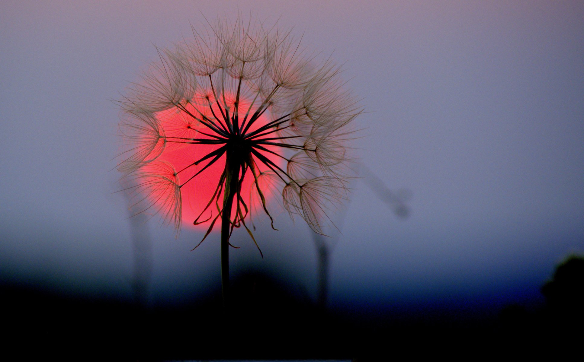 himmel sonne sonnenuntergang blume löwenzahn stier makro