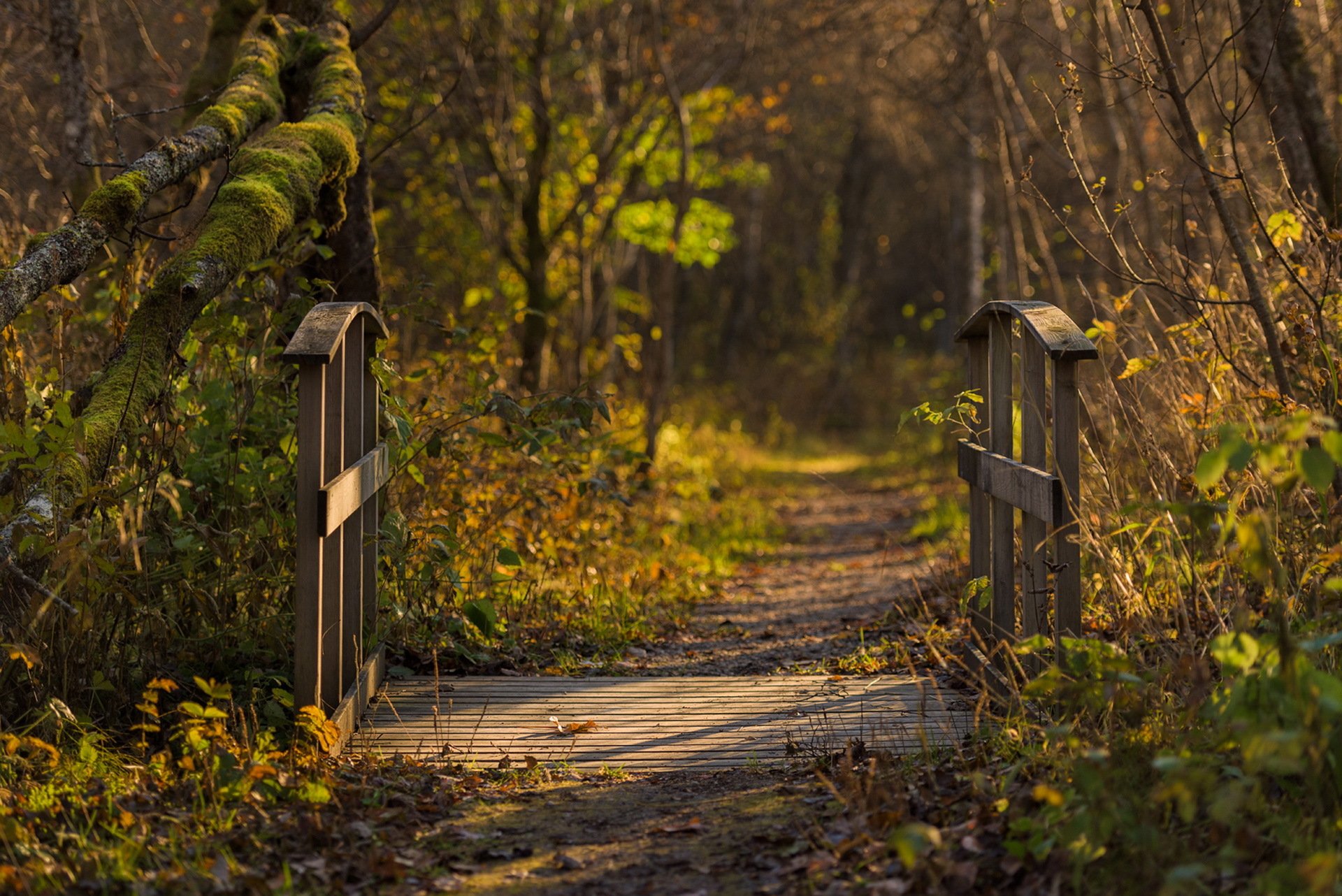 brücke natur herbst