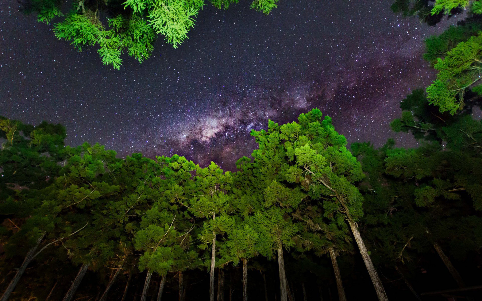 cielo estrellas noche luz árboles