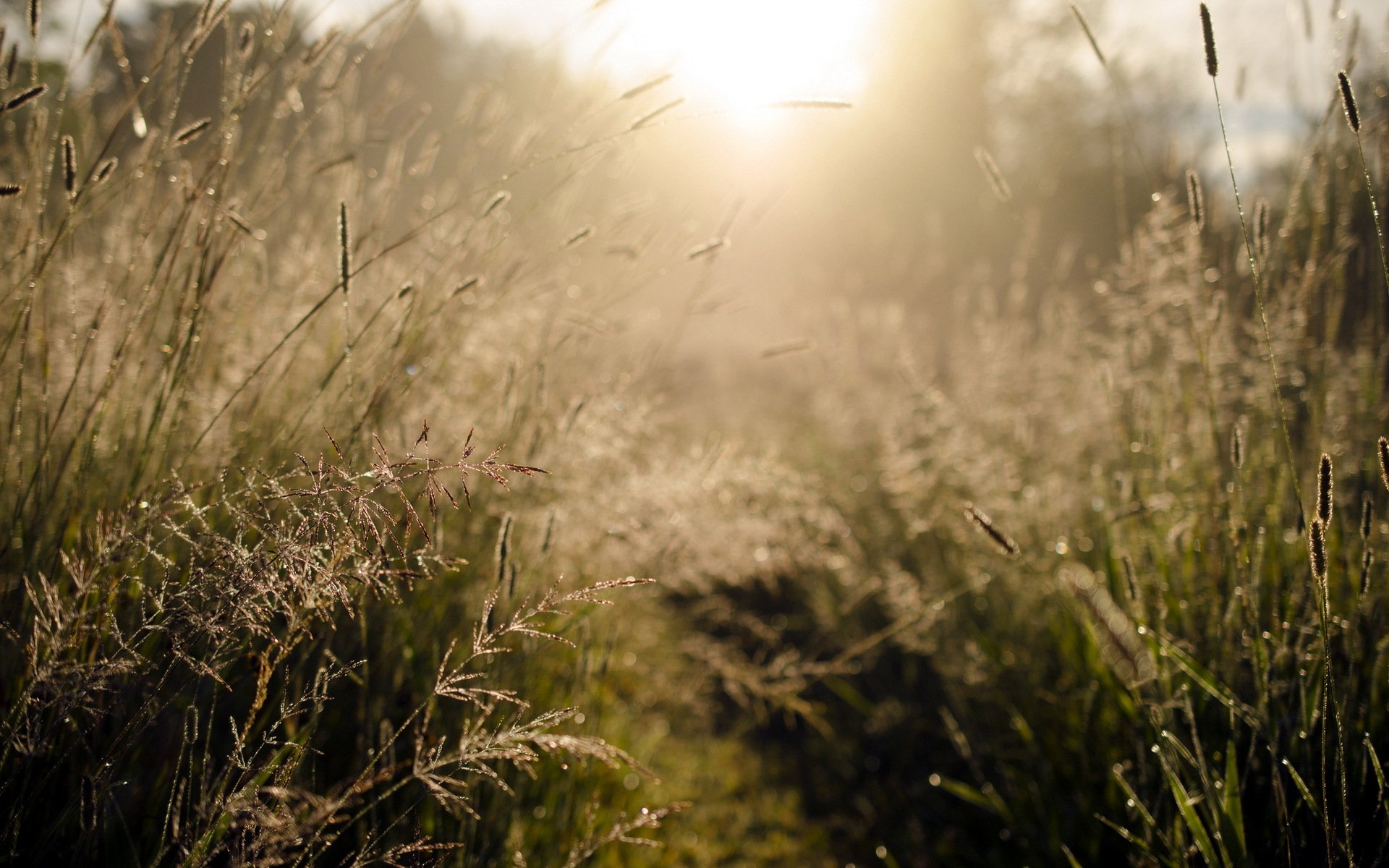 morning light grass nature