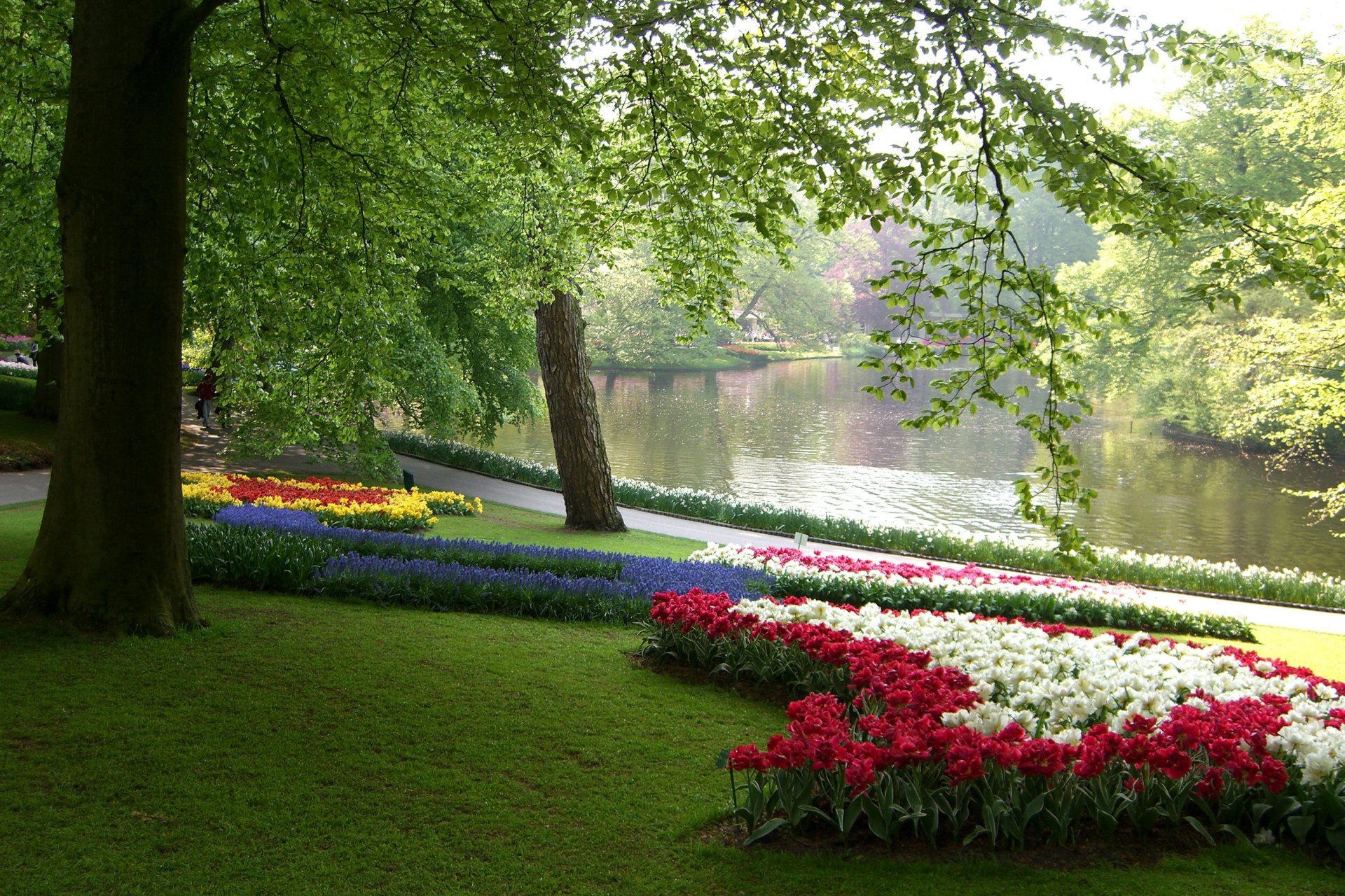 países bajos parque keukenhof estanque árboles ramas hojas vegetación hierba macizos de flores flores multicolor narcisos tulipanes