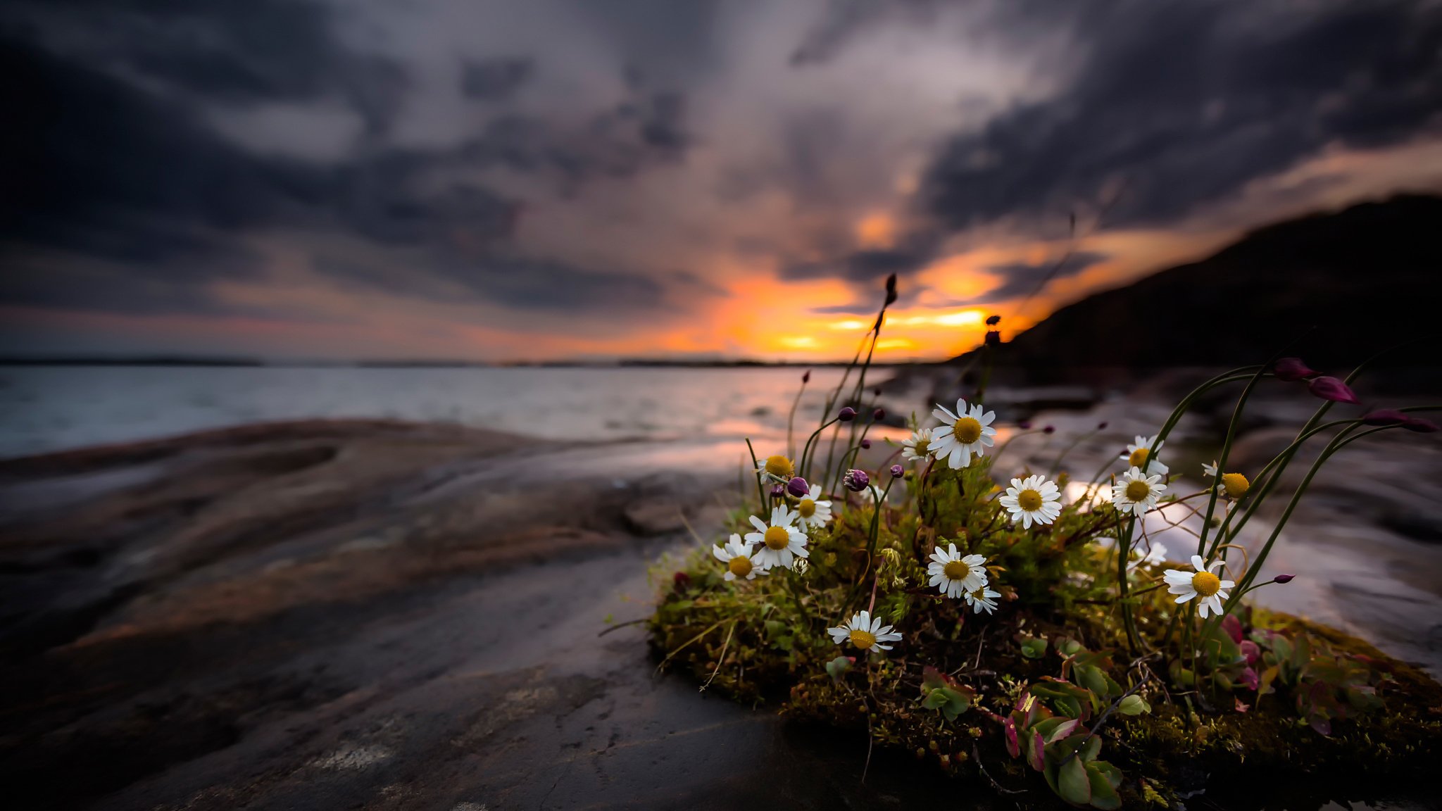 chamomile flower beach