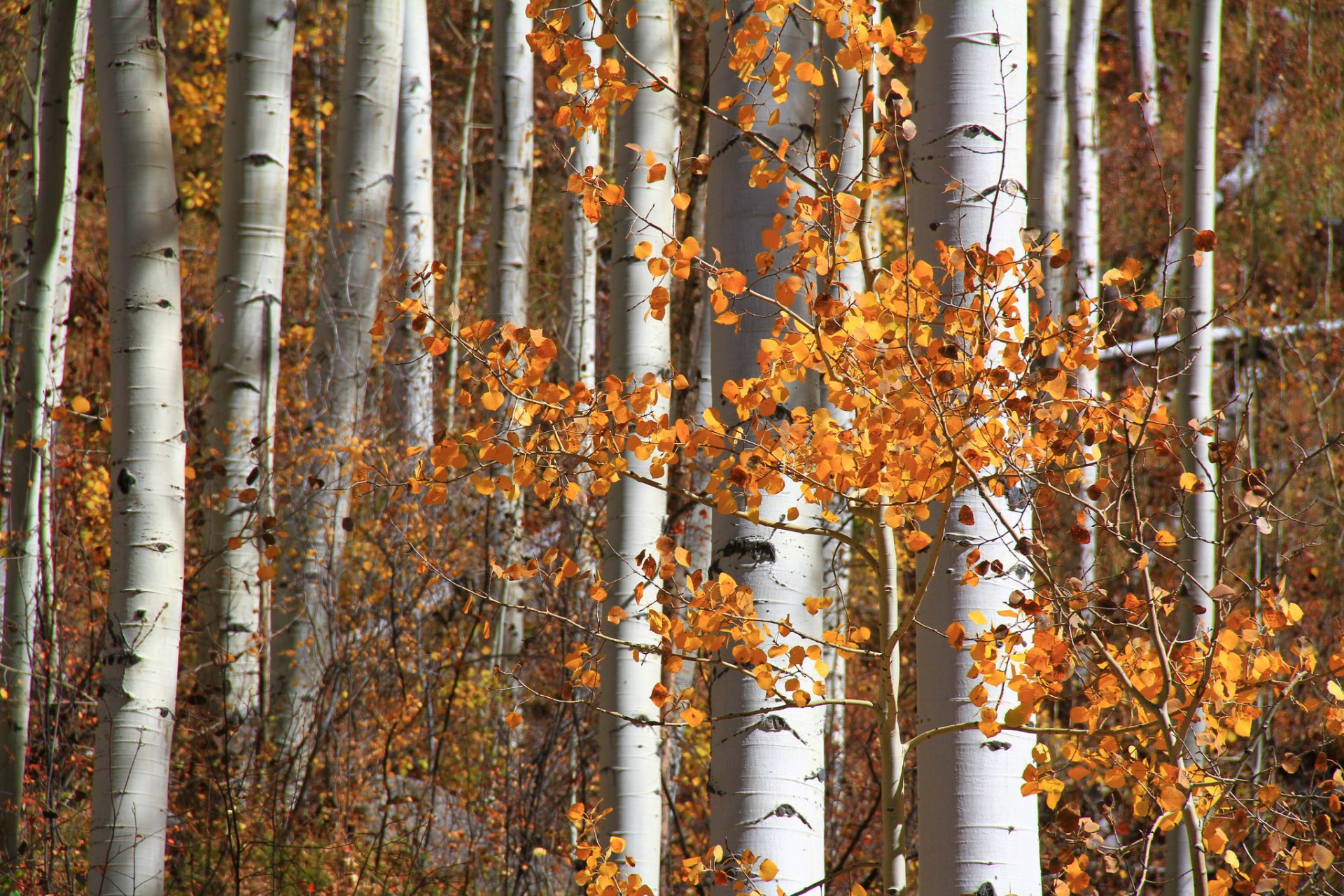 aspen colorado usa forest aspen leaves autumn