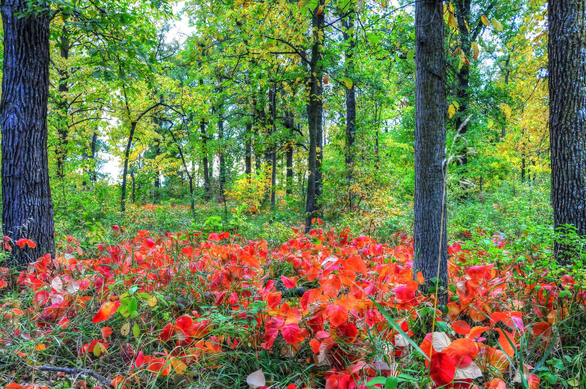 forêt arbres buissons herbe automne feuilles