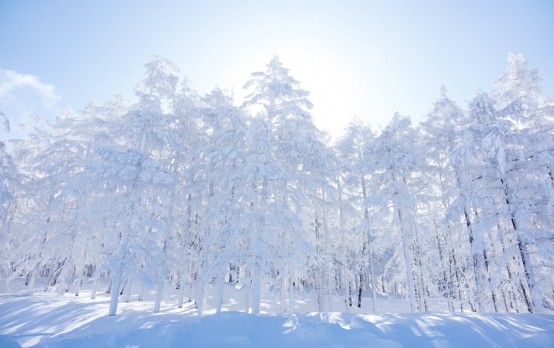 niebo poranek las zima drzewa śnieg