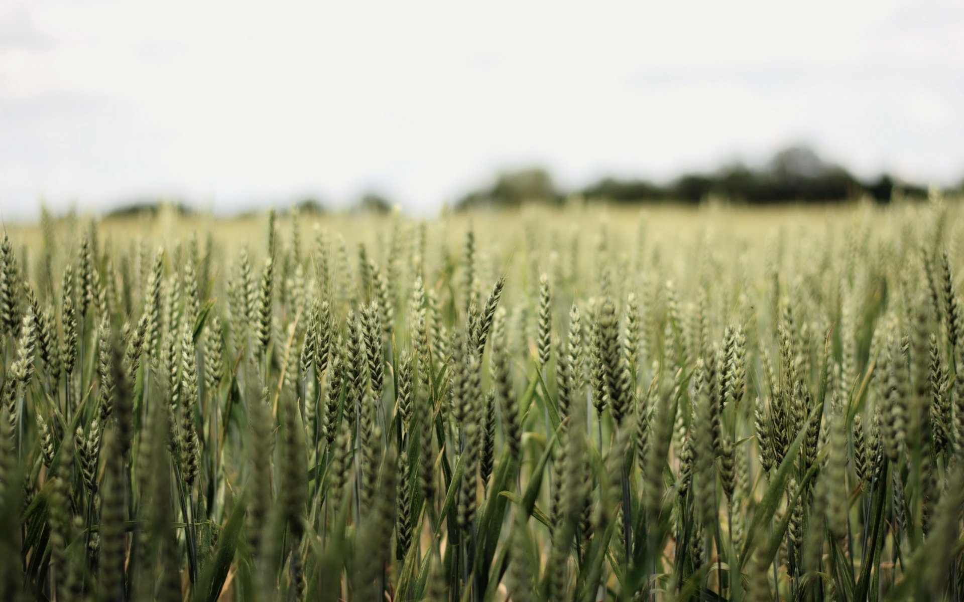 the field ears nature landscape summer