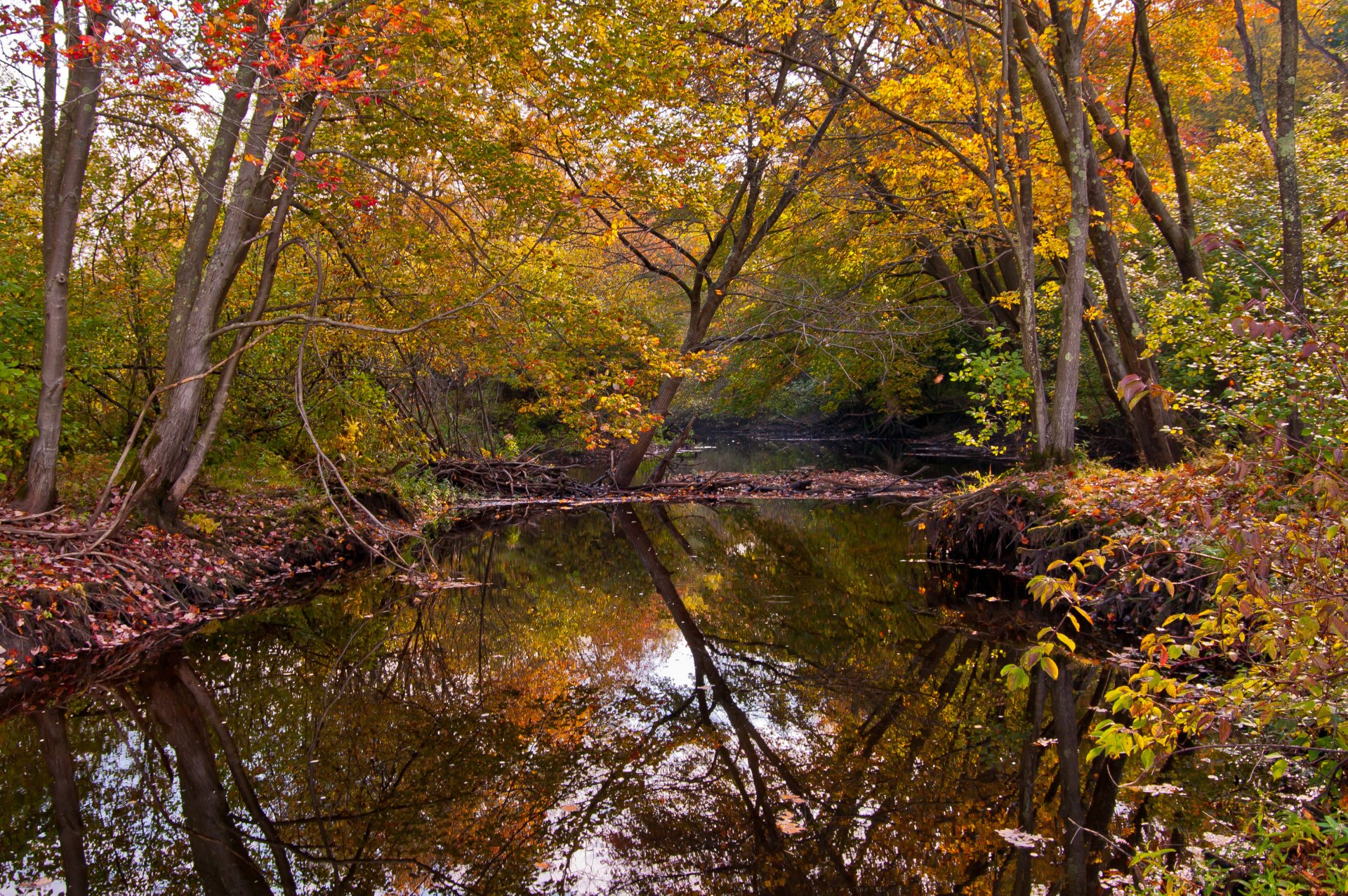 autunno foresta fiume alberi