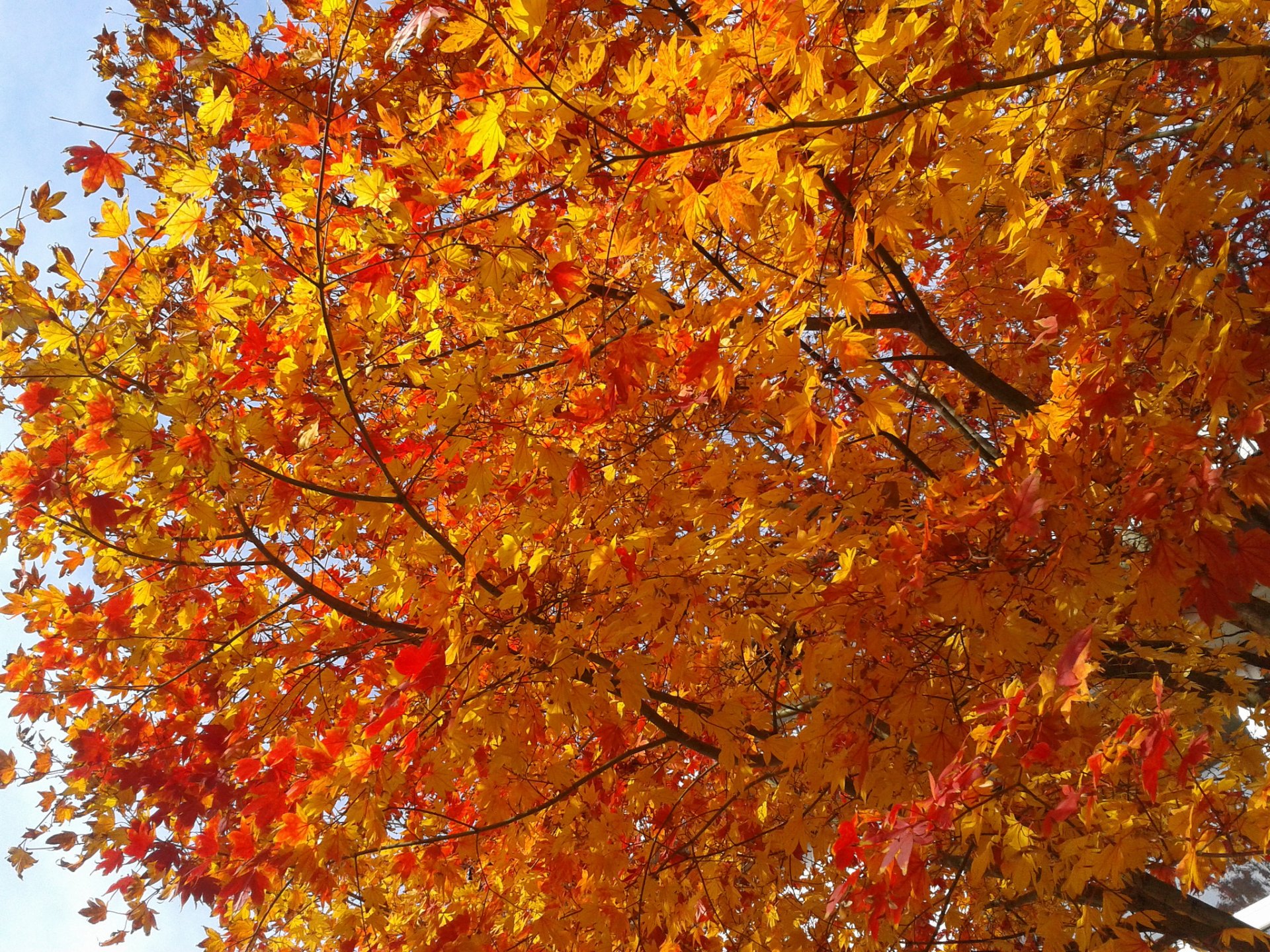 tree branches leaves purple autumn