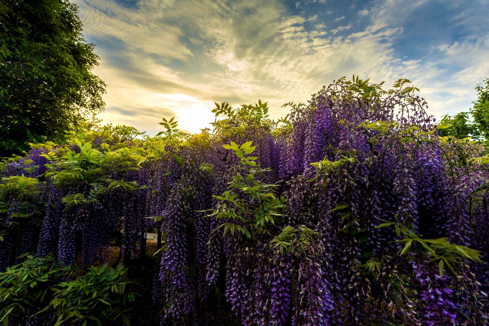 asikaga blumenpark japan asikaga blumenpark park glyzinien wisteria