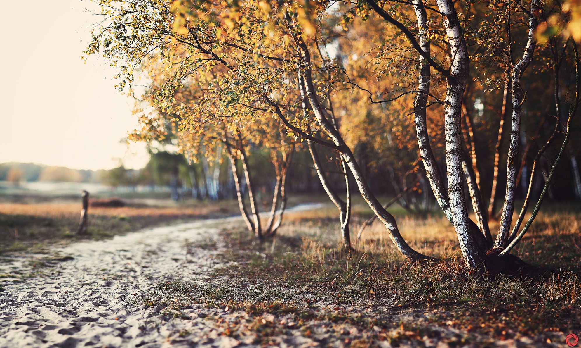 naturaleza otoño árboles follaje