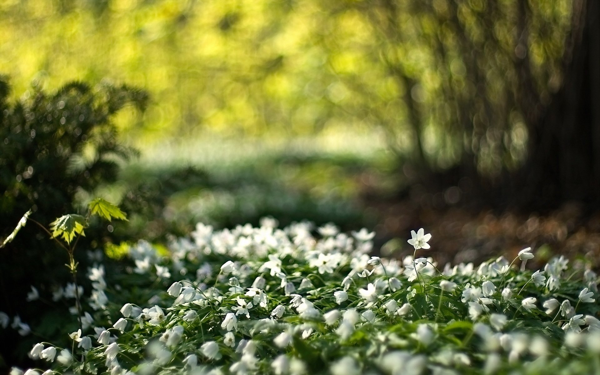 flower nature light